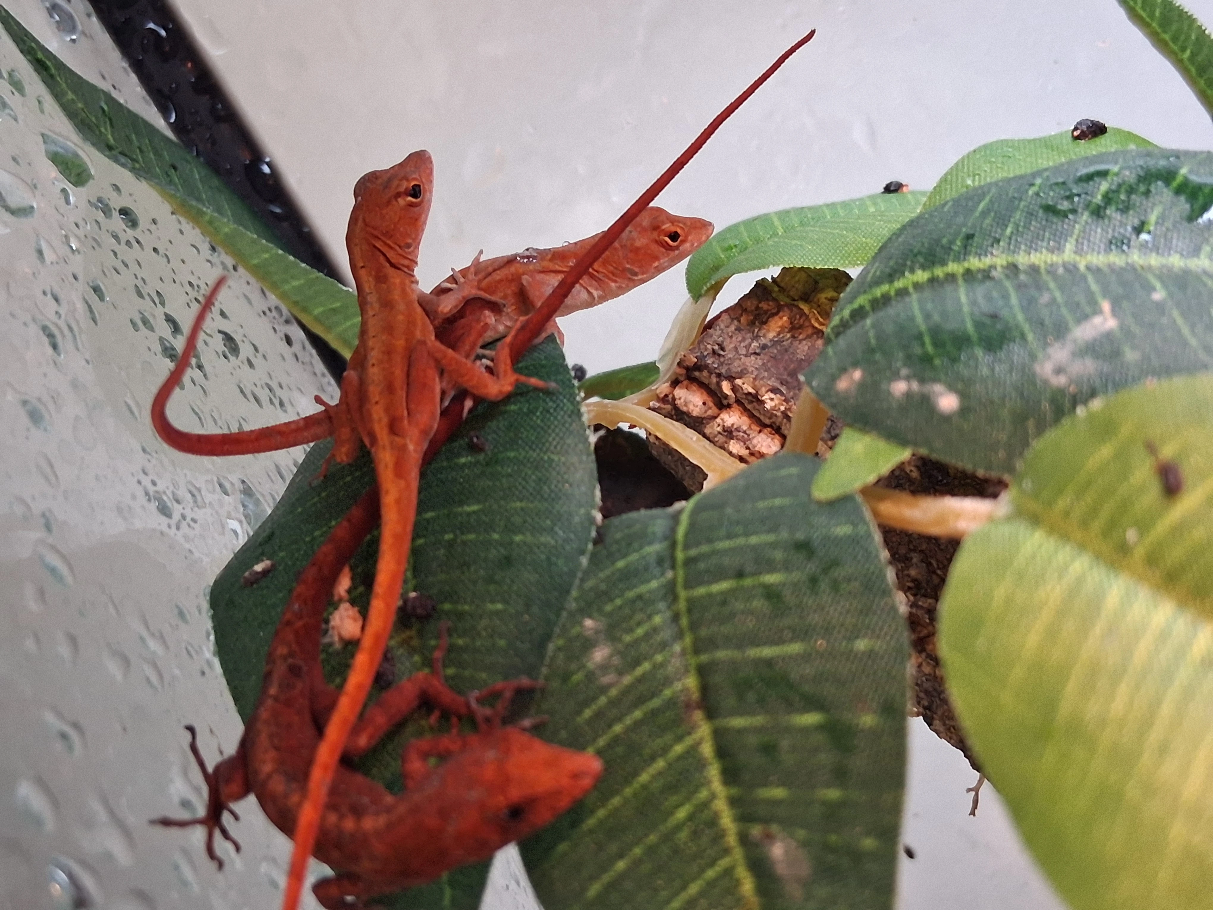 Anolis sagrei red
