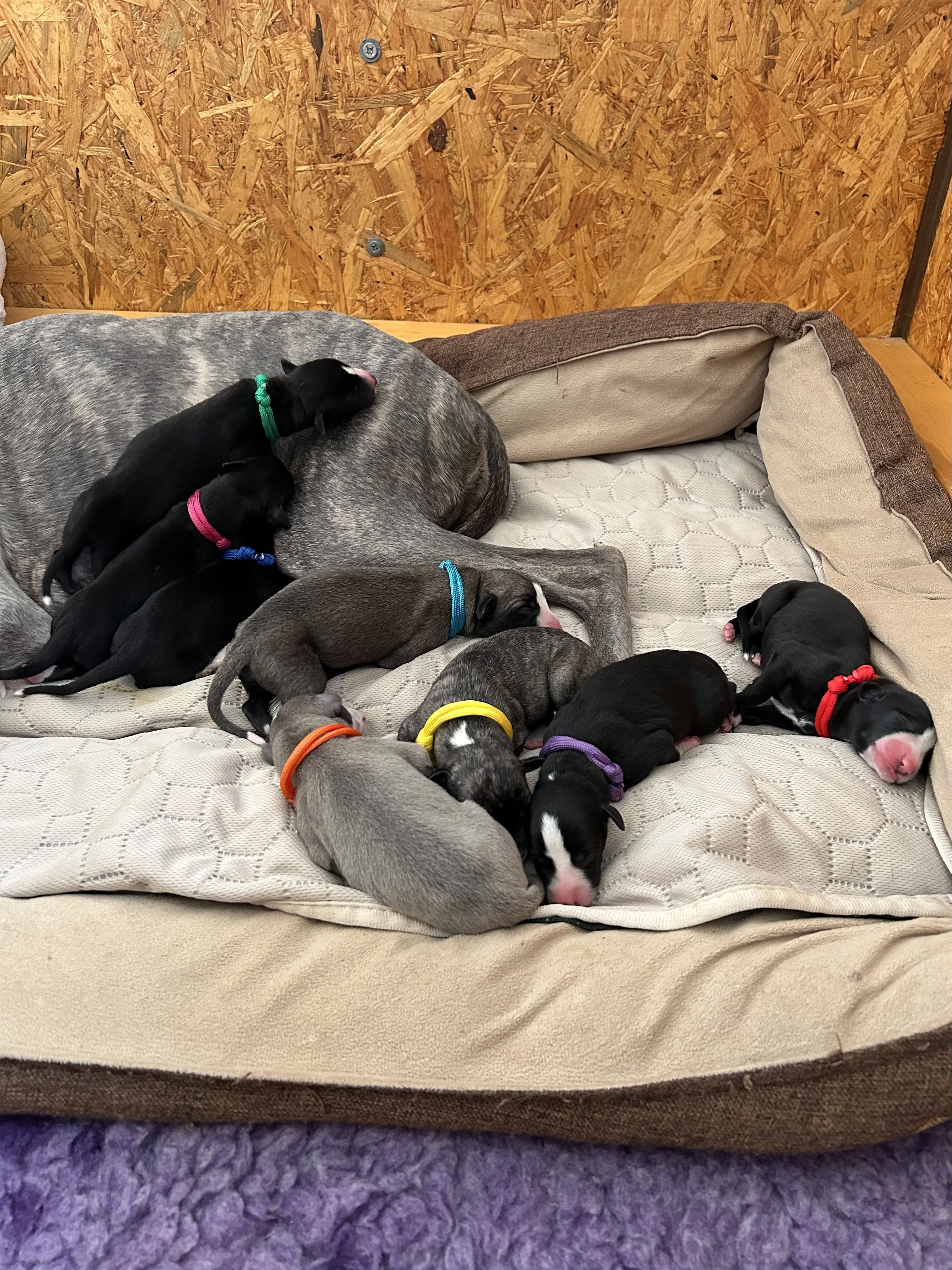 Whippet / Vipet s PP