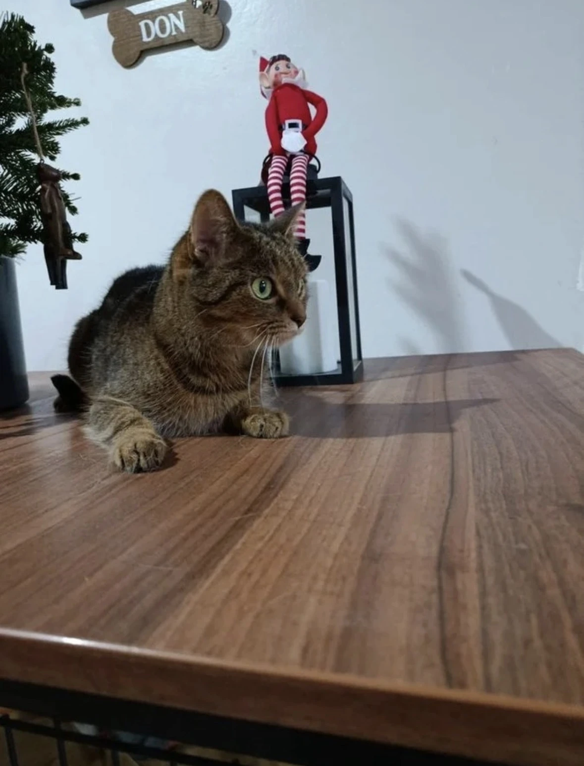 Vrácená Markétka z adopce čeká na druhou šanci