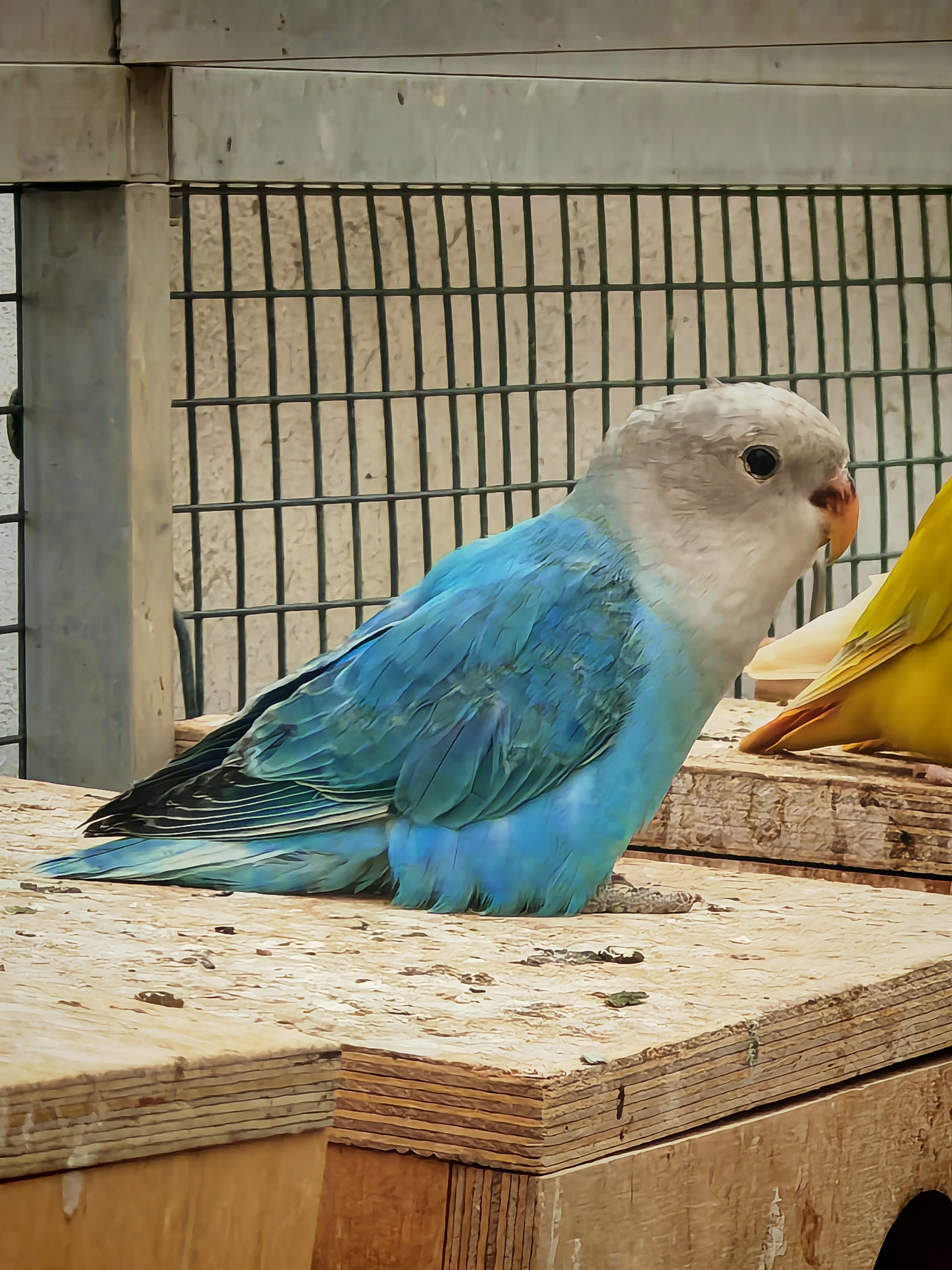 Agapornis růžohrdlý 2026