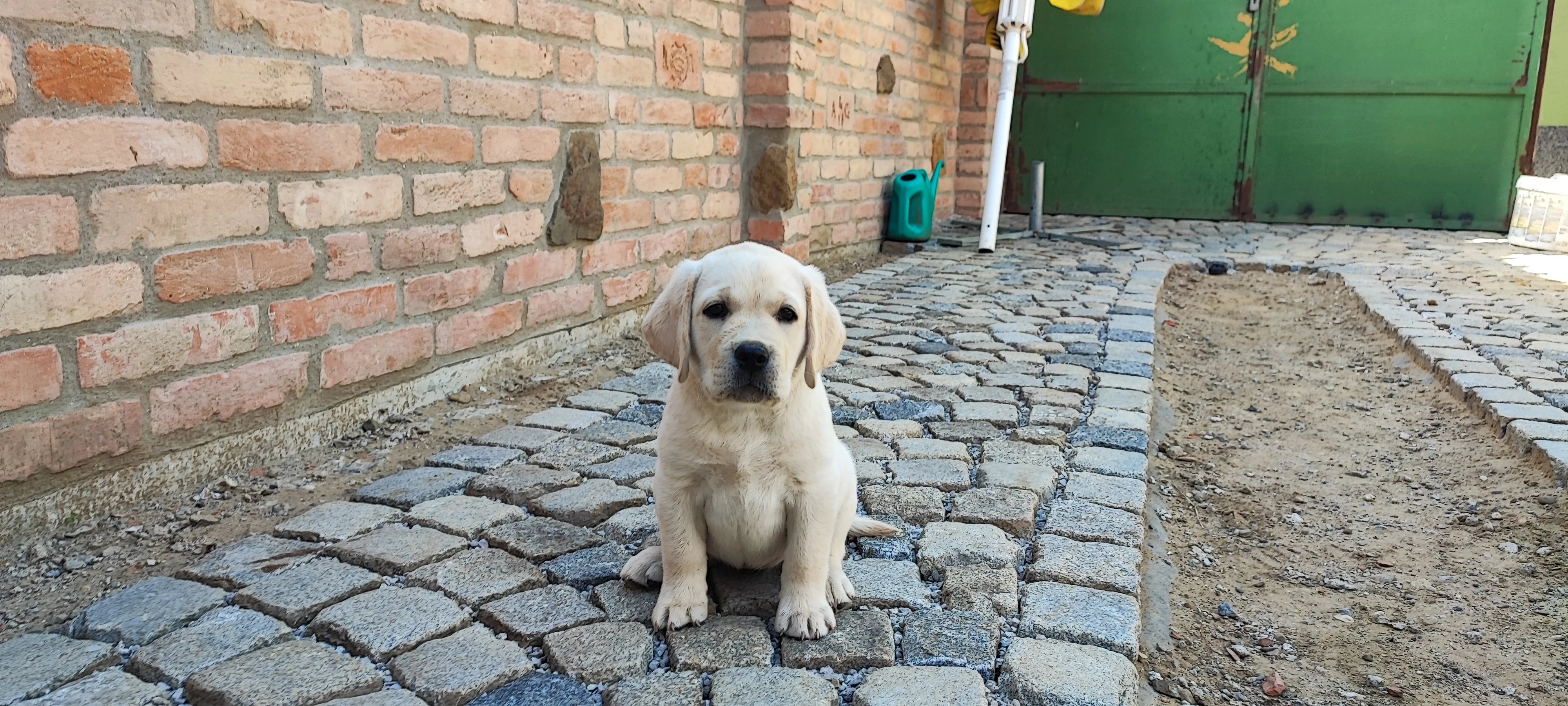 Labradorský retriever s PP