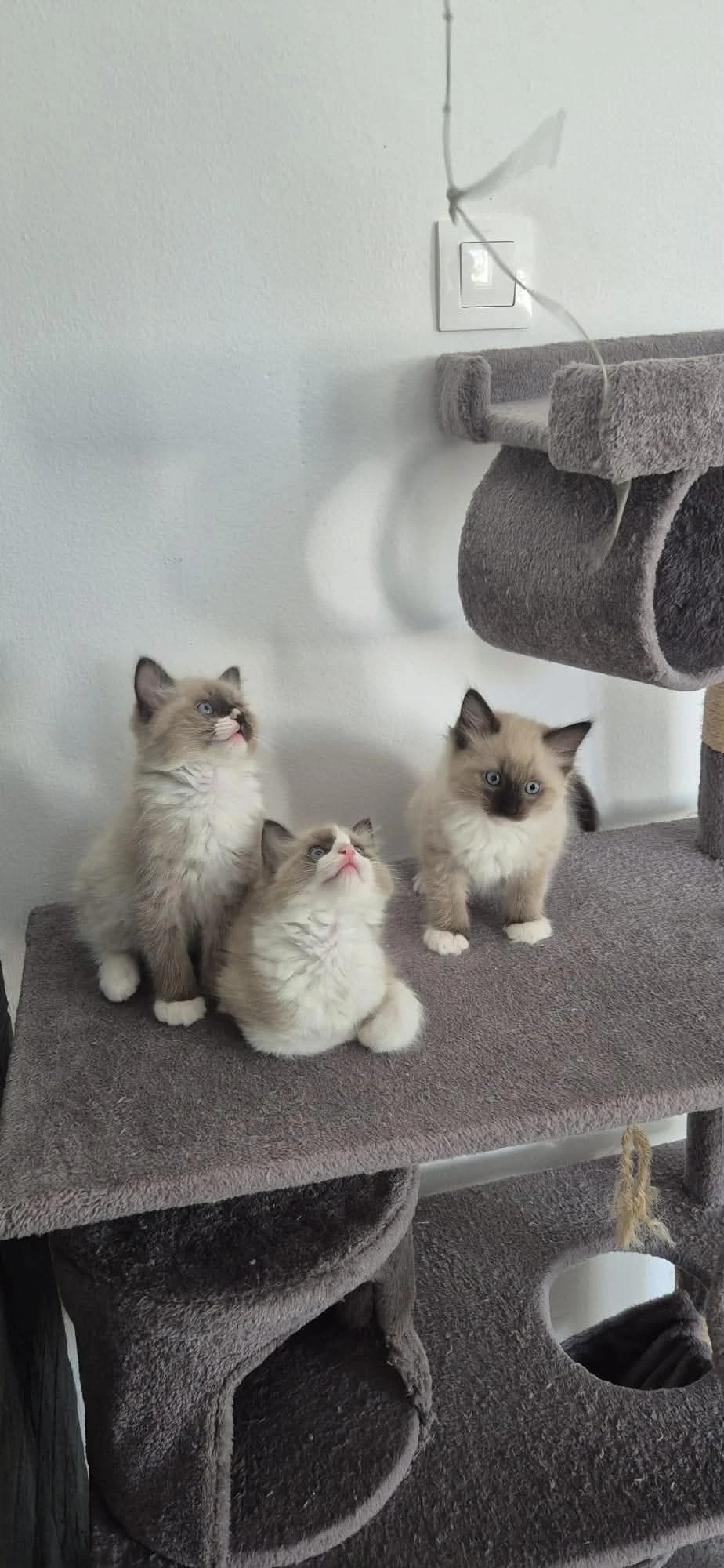 Ragdoll