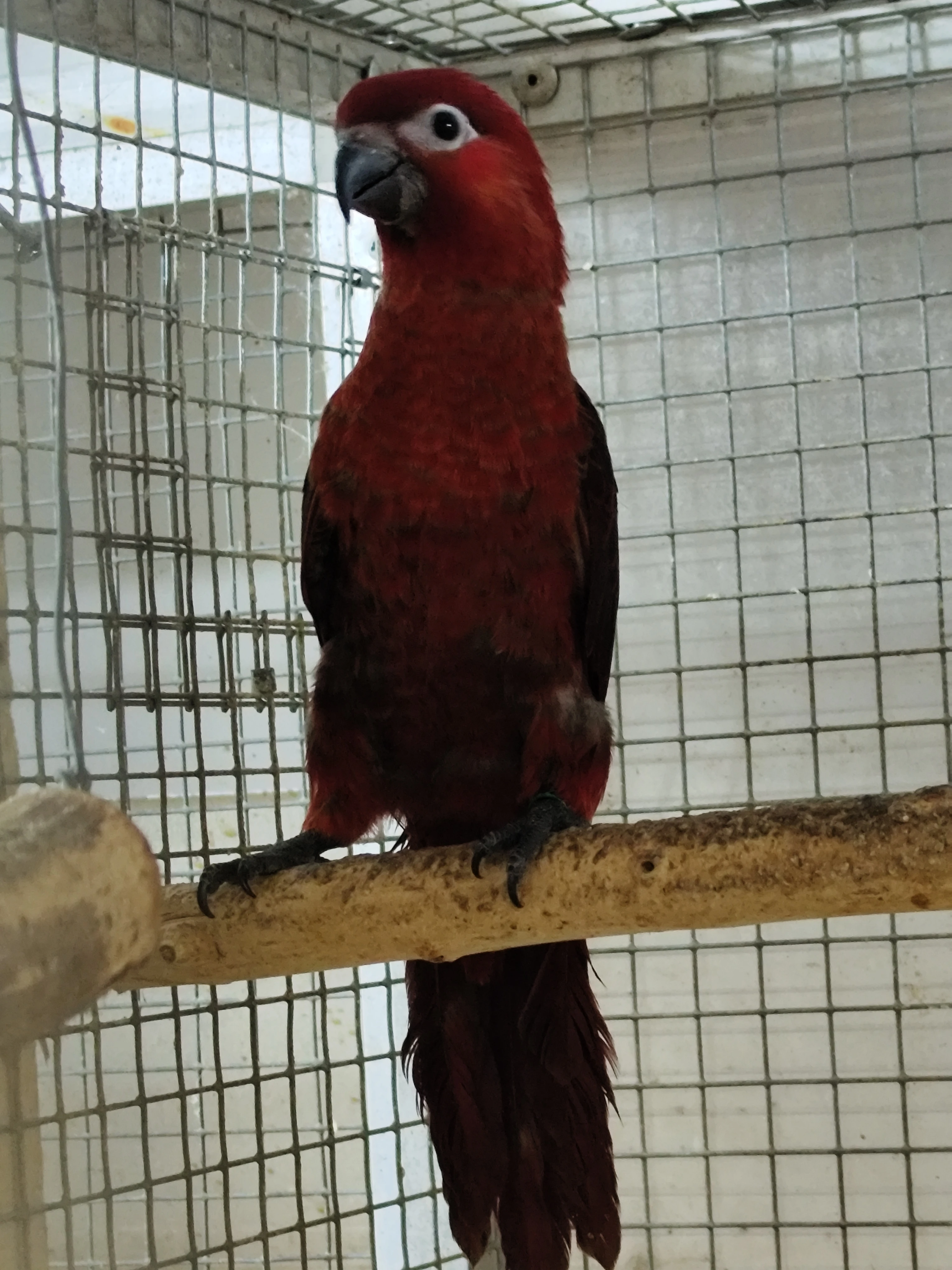Pseudeos cardinalis
