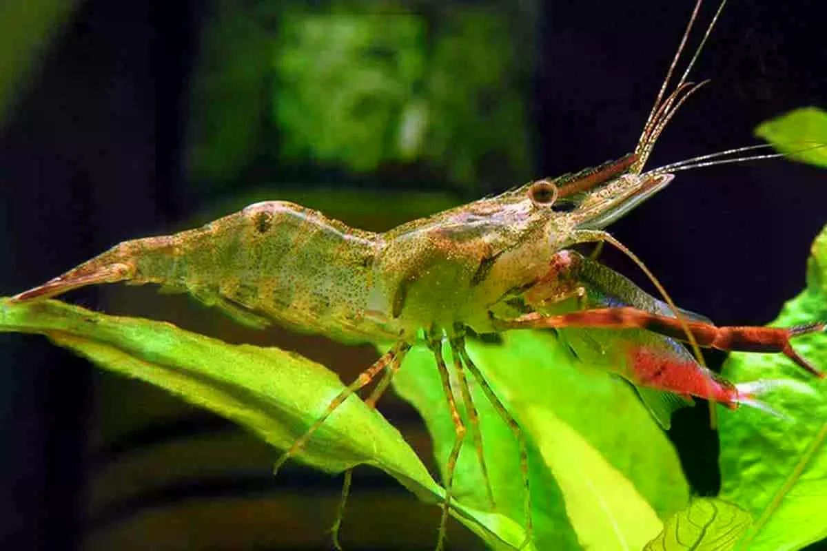Macrobrachium assamense