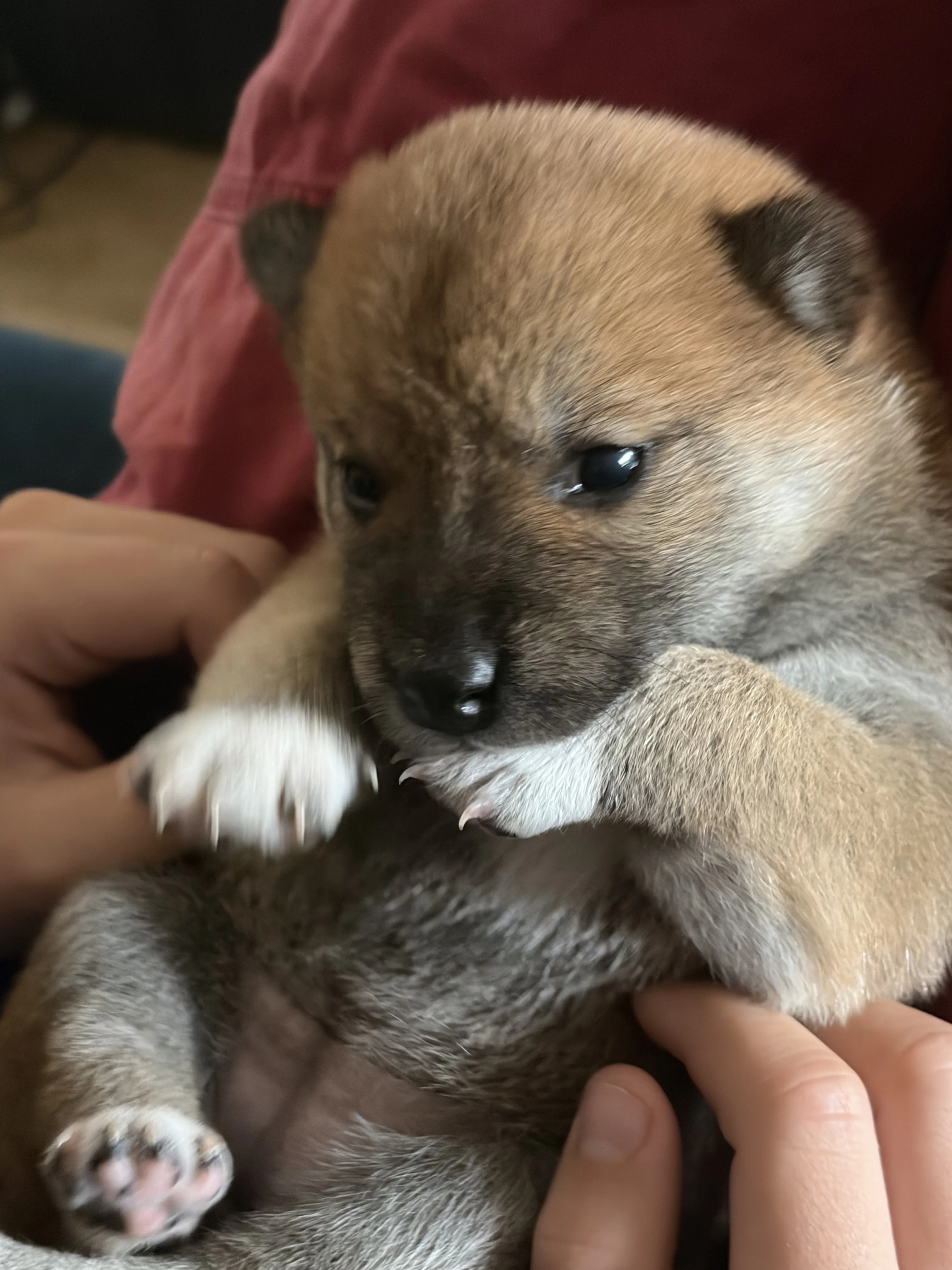 Shiba inu štěně