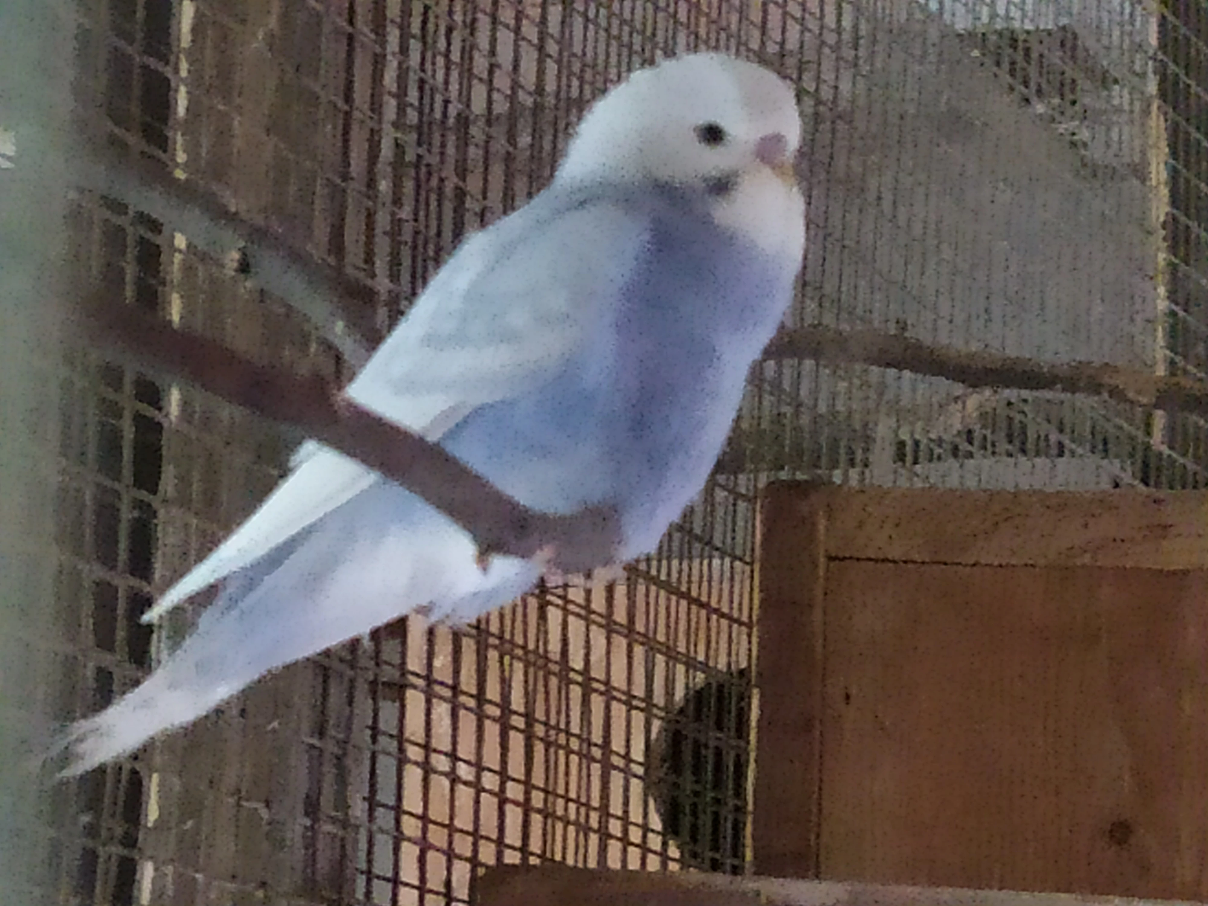 Mladé andulky