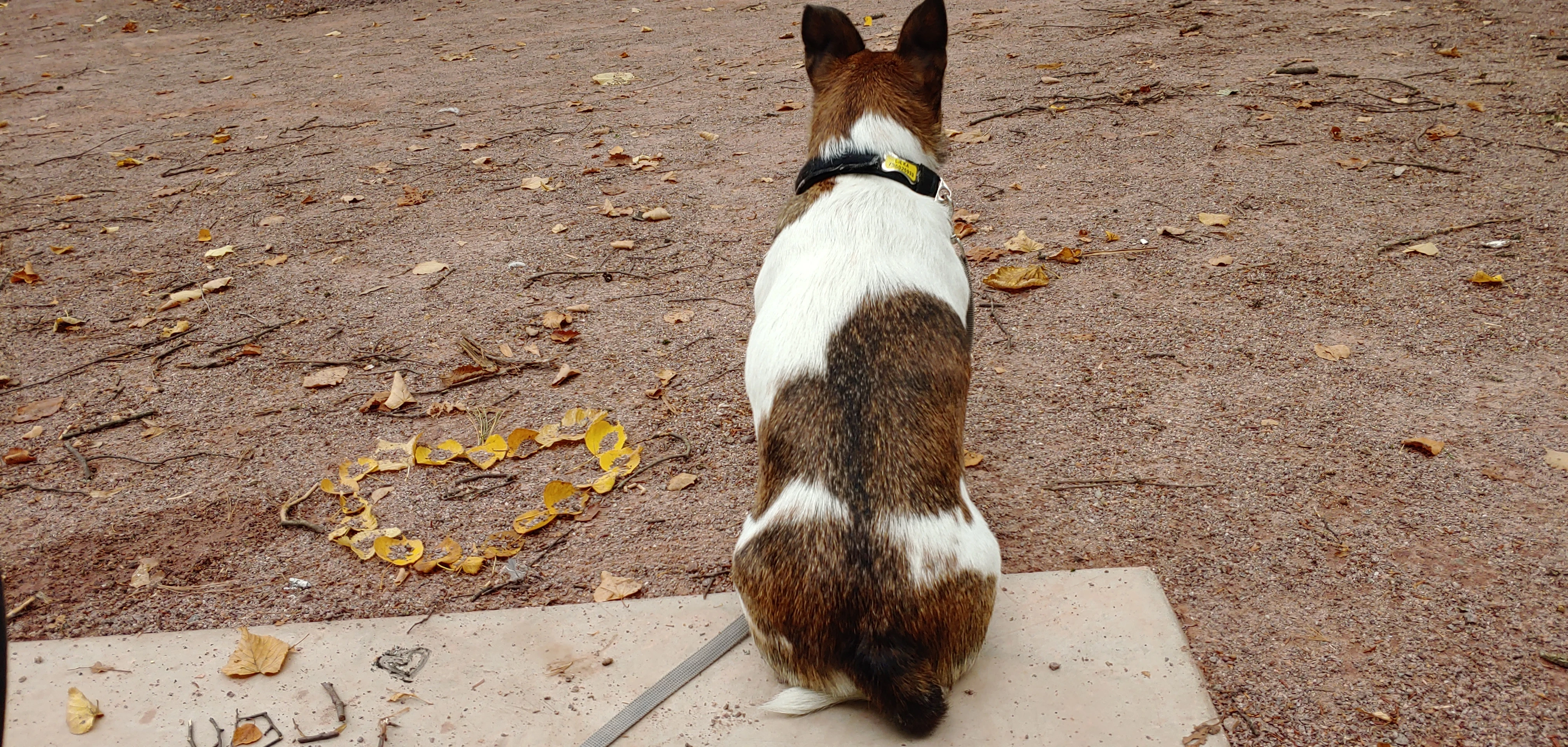 Fenka v typu Jack Russell teriéra