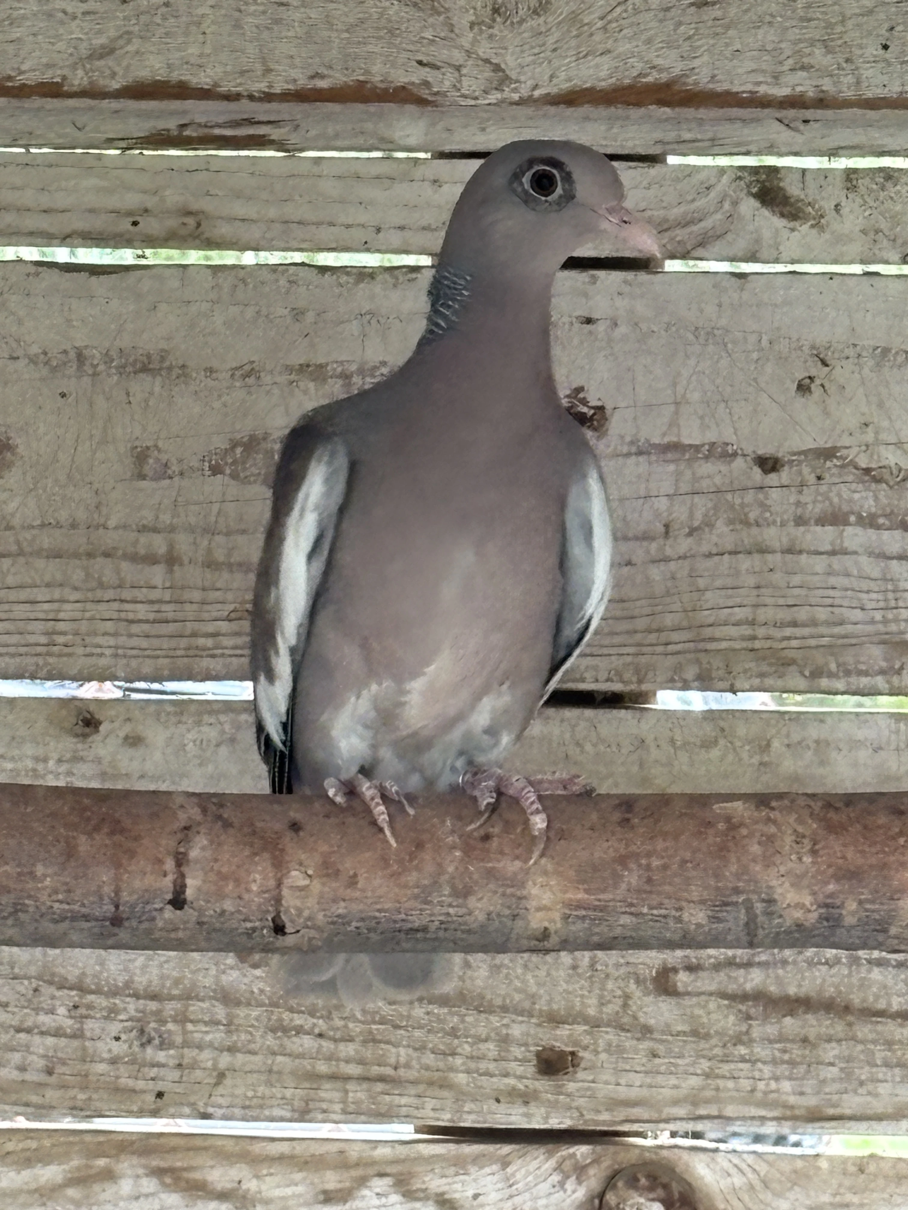 Holub bělokřídlý (Patagioenas corensis)