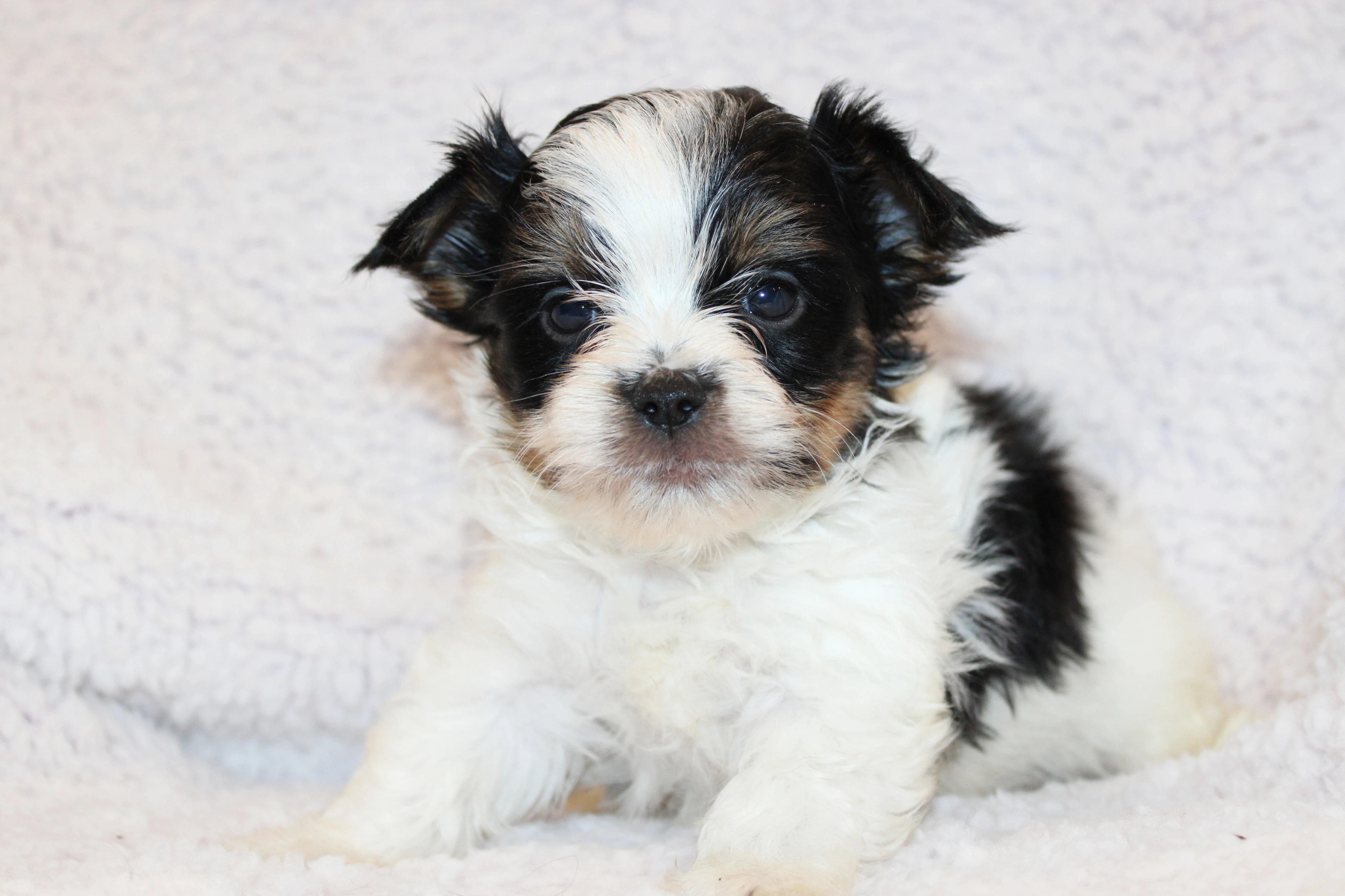 Biewer terrier s PP FCI