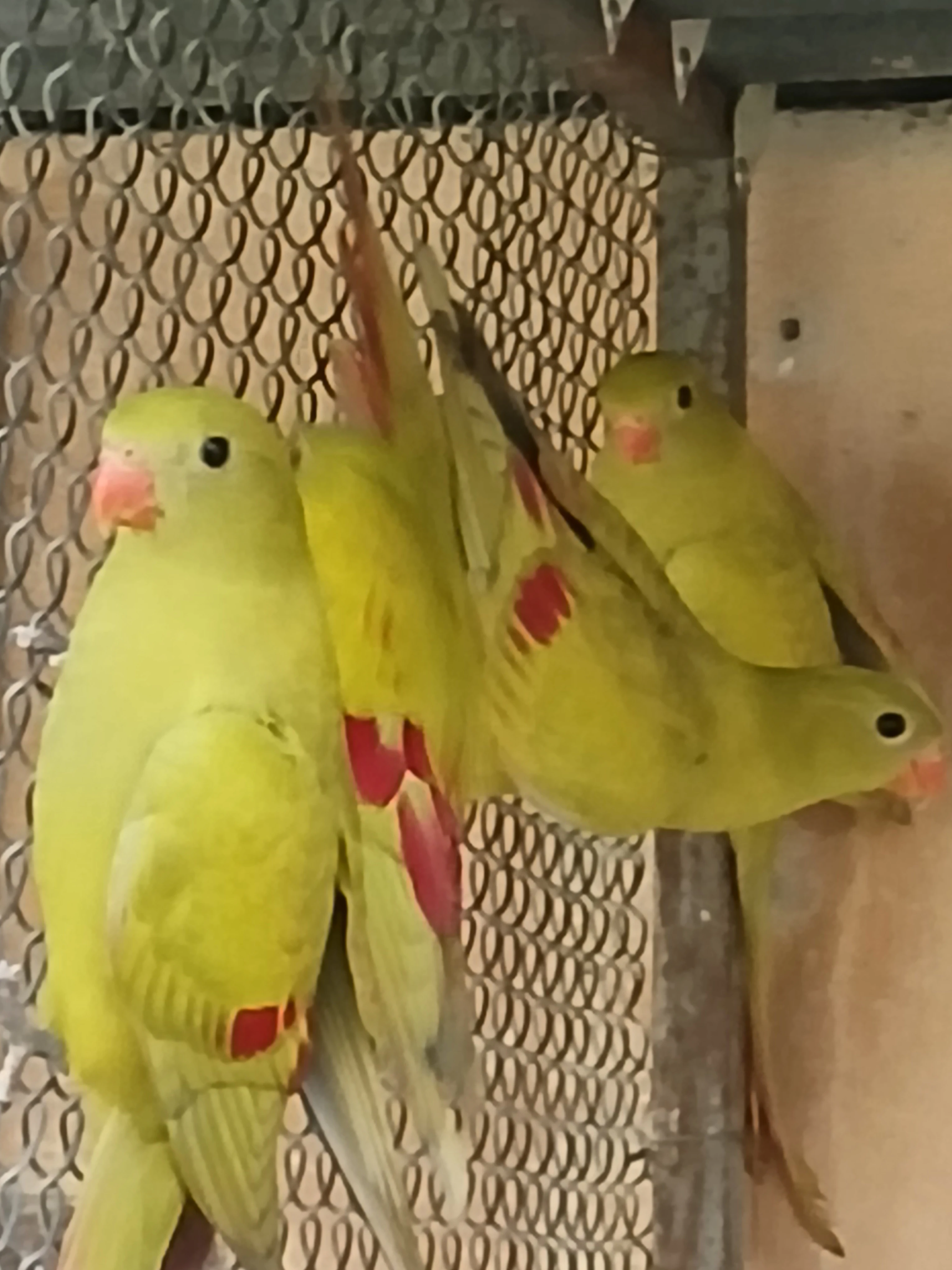 Horský pastel