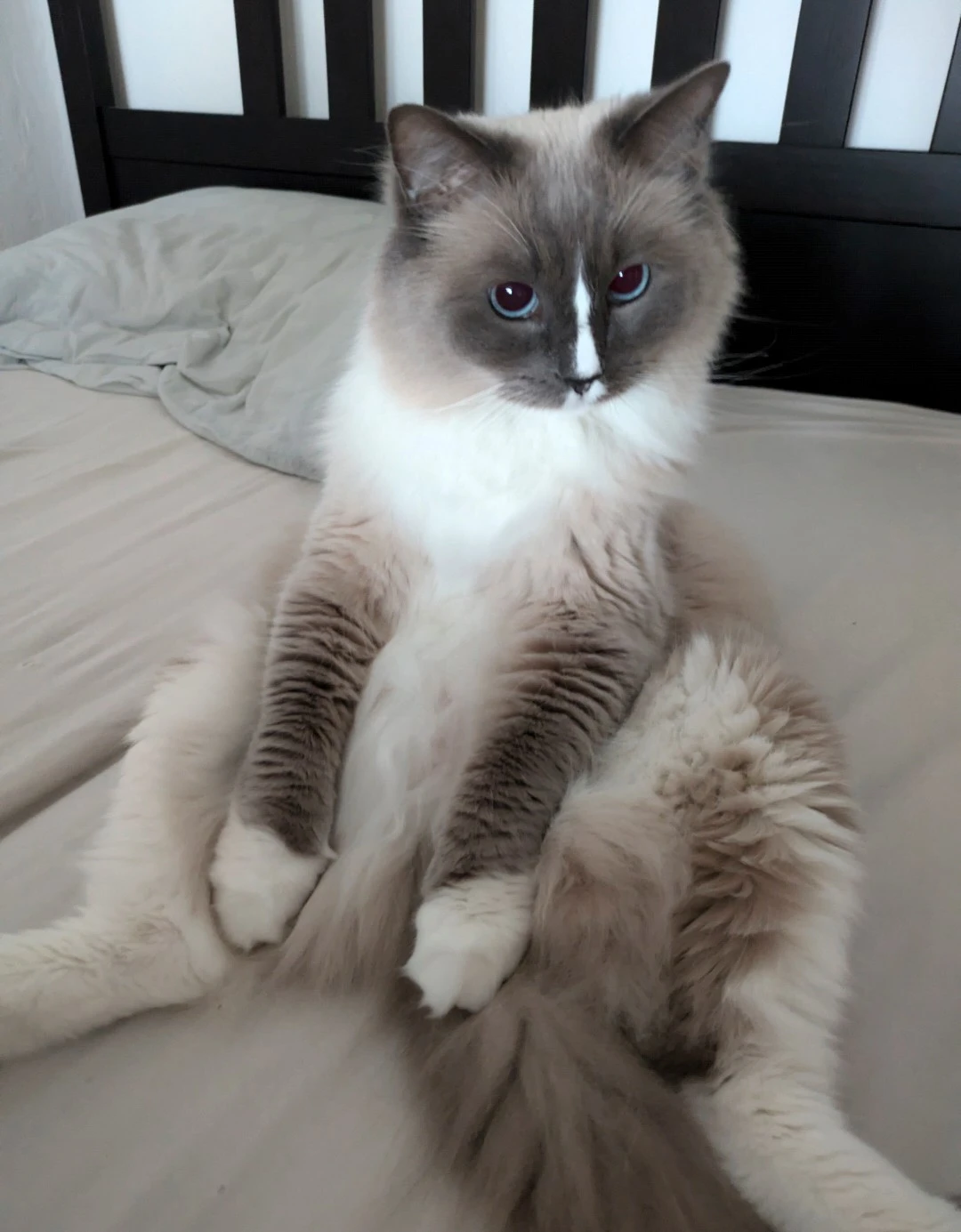 Darujeme našeho Ragdoll kocourka Mattea