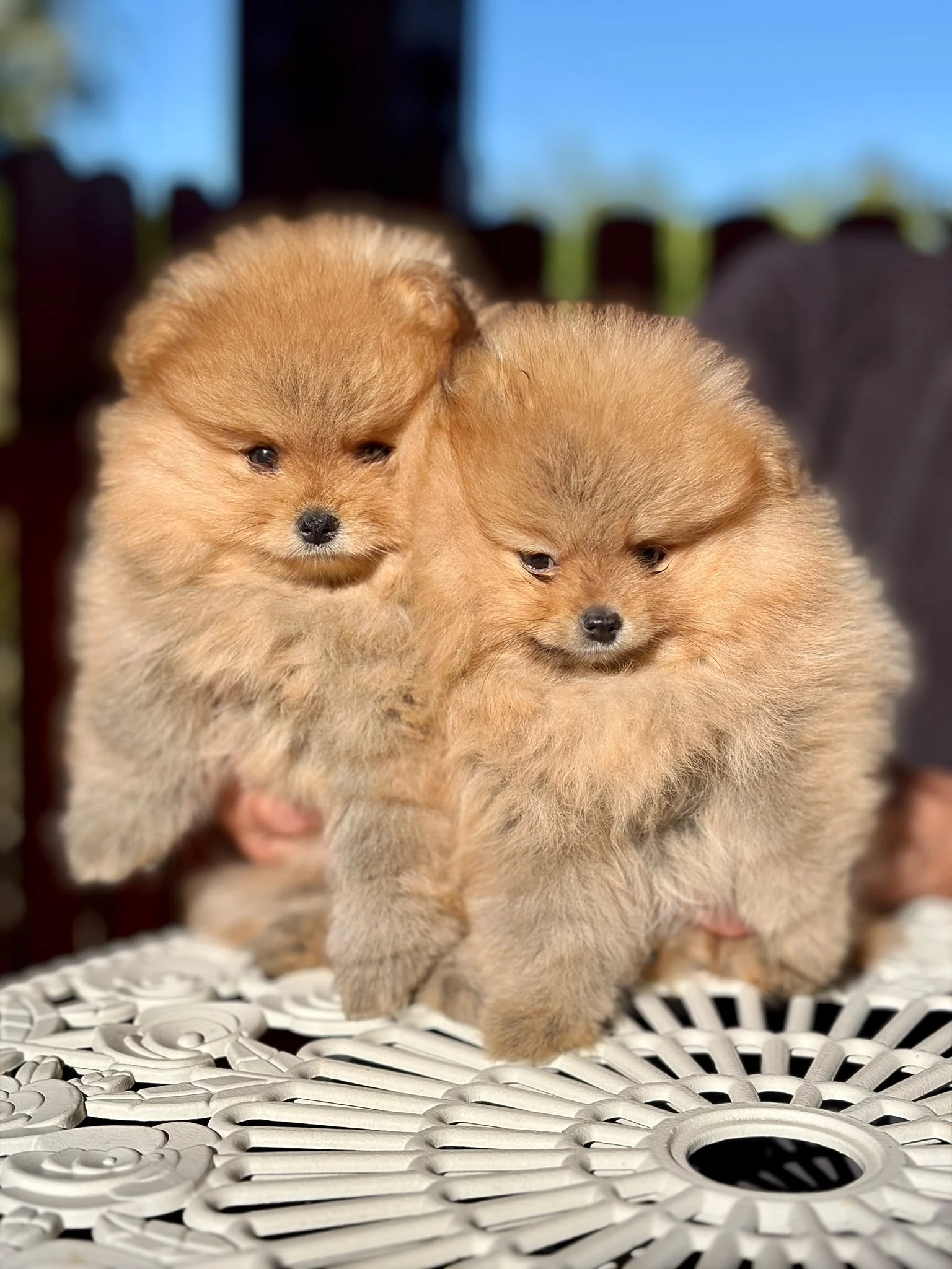 Pomeranian
