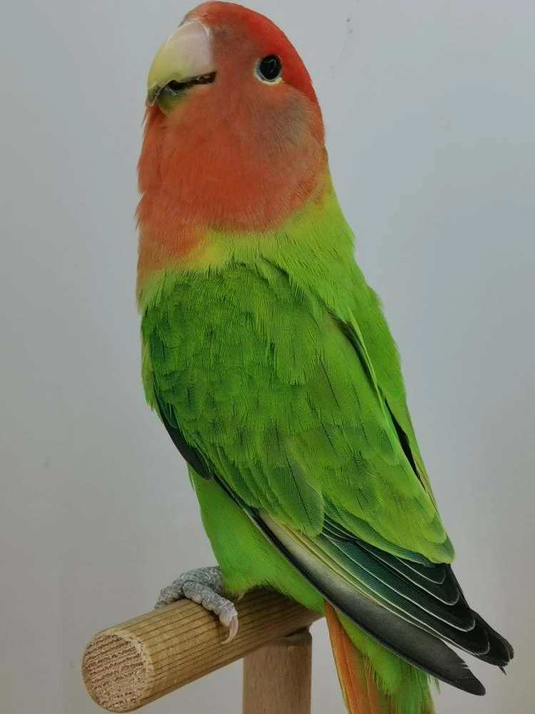 Agapornis