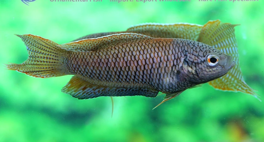 Macropodus erythropterus