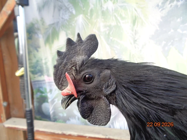 Ayam cemani