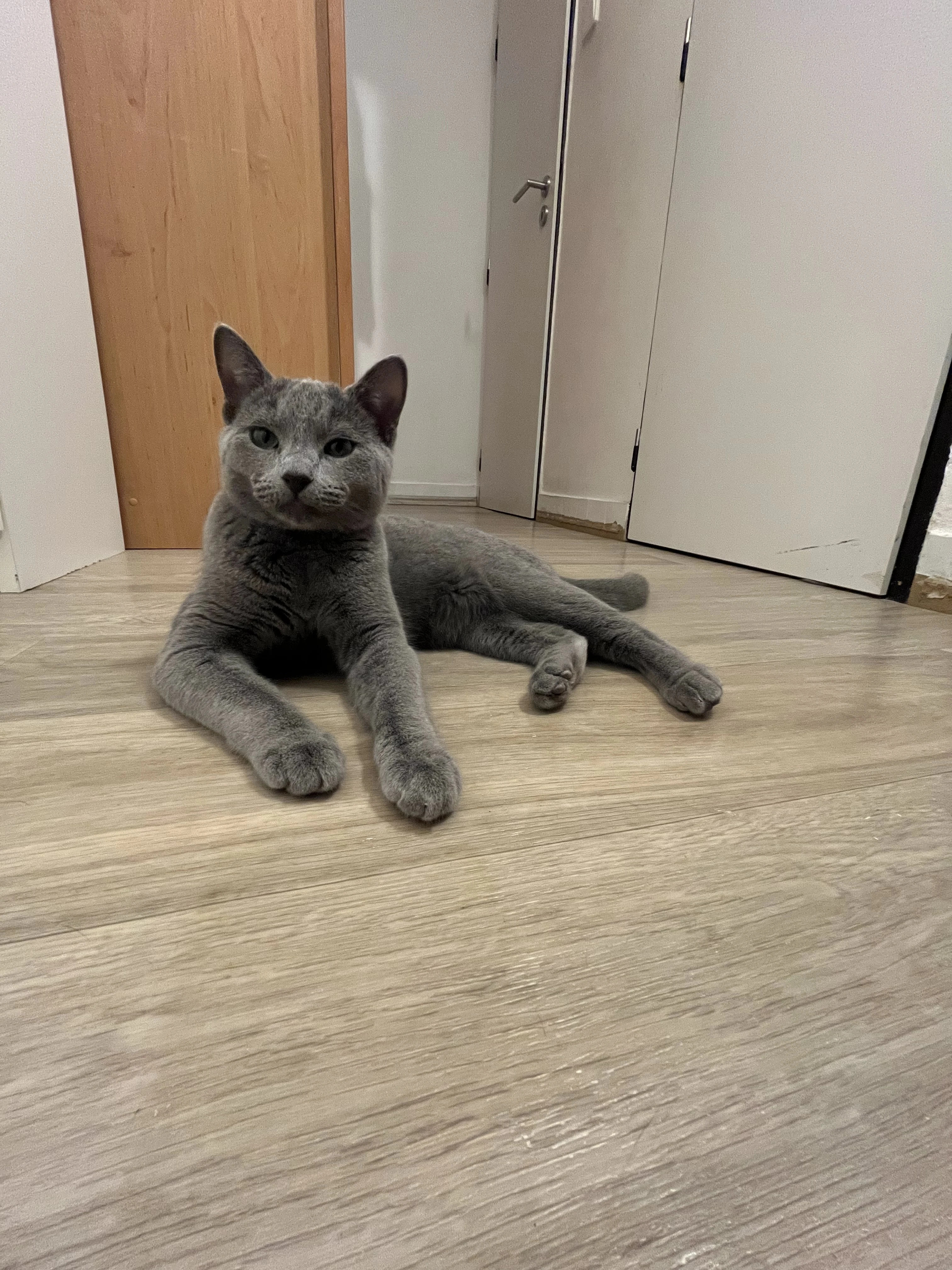 Nabízím k adopci kocourka