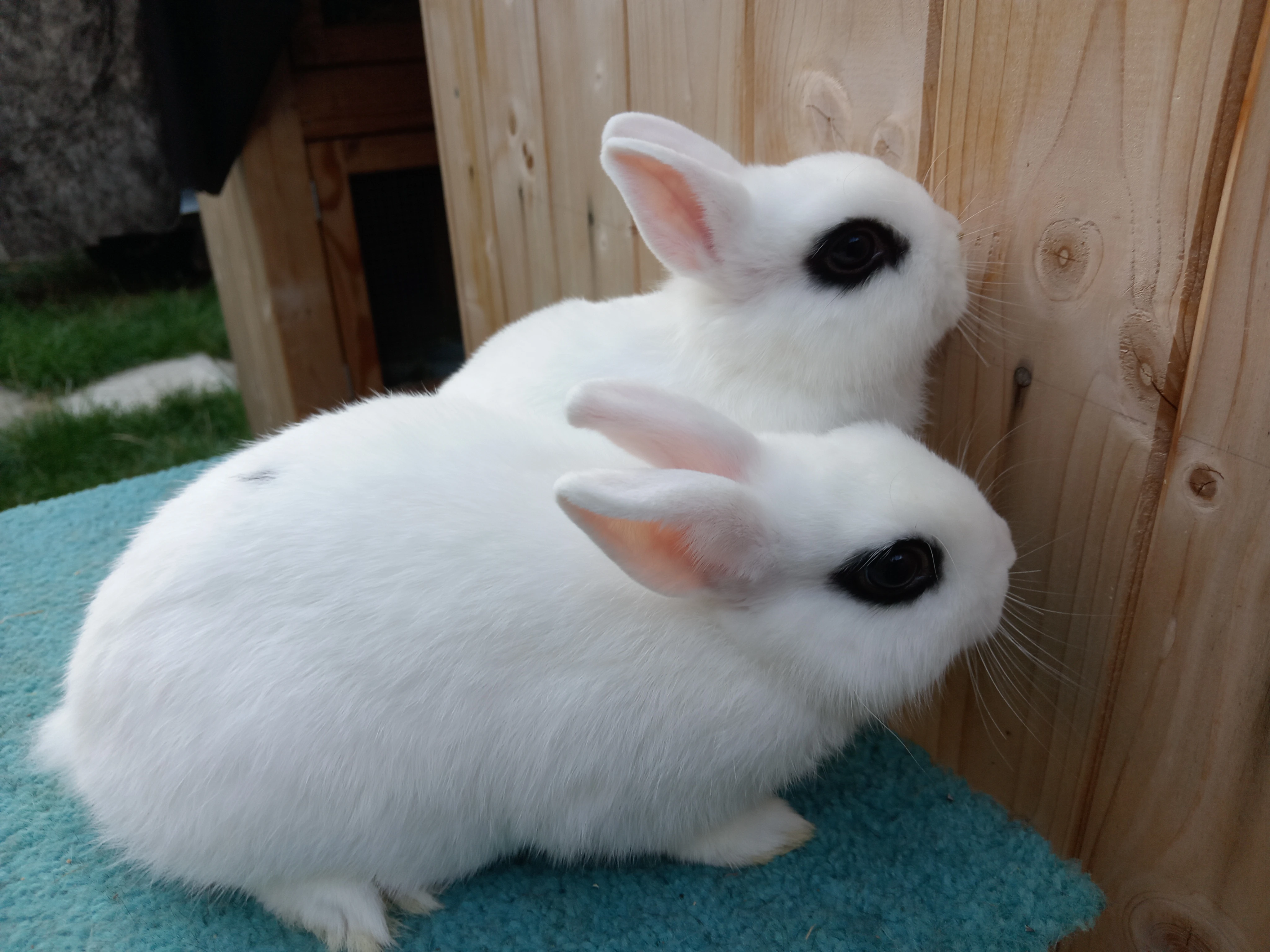 2 úžasné hodné samičky Zakrslý Hototský bílý