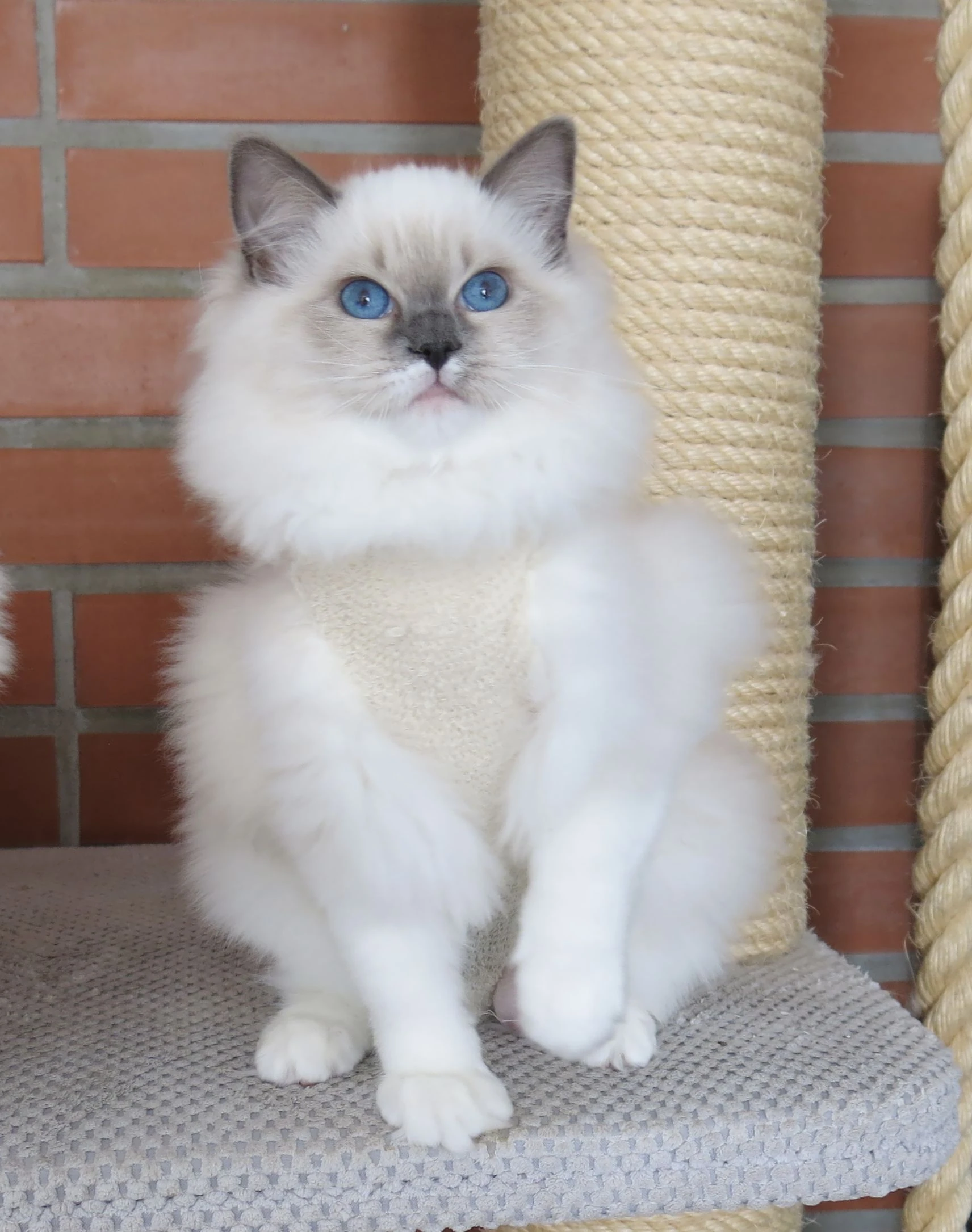 Ragdoll kočička