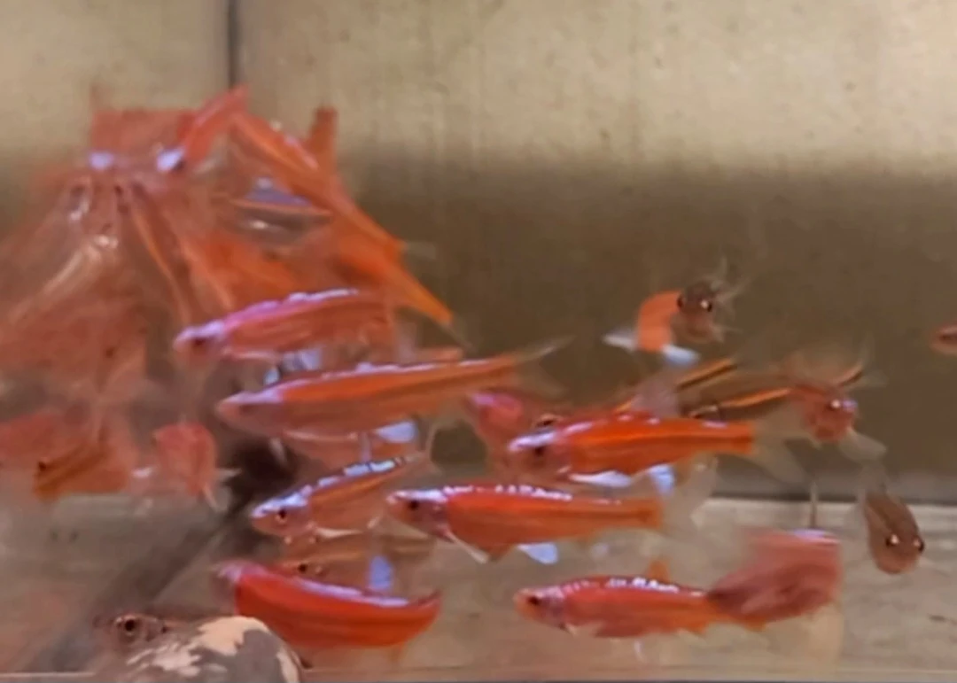 Notropis chrosomus - Jeleček duhový - jezírkové i akvarijní