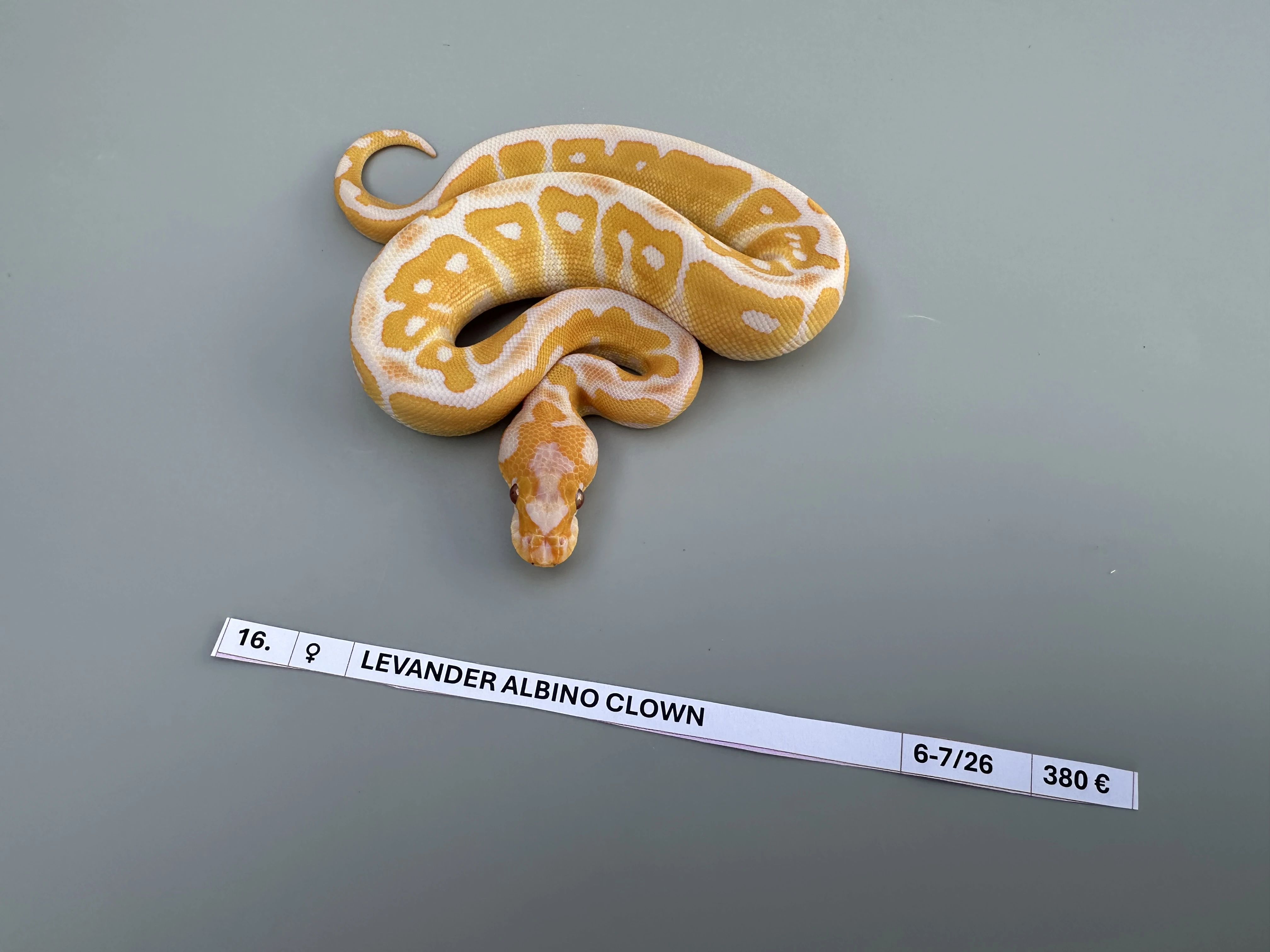 Krajta královská Python regius možnost dopravy
