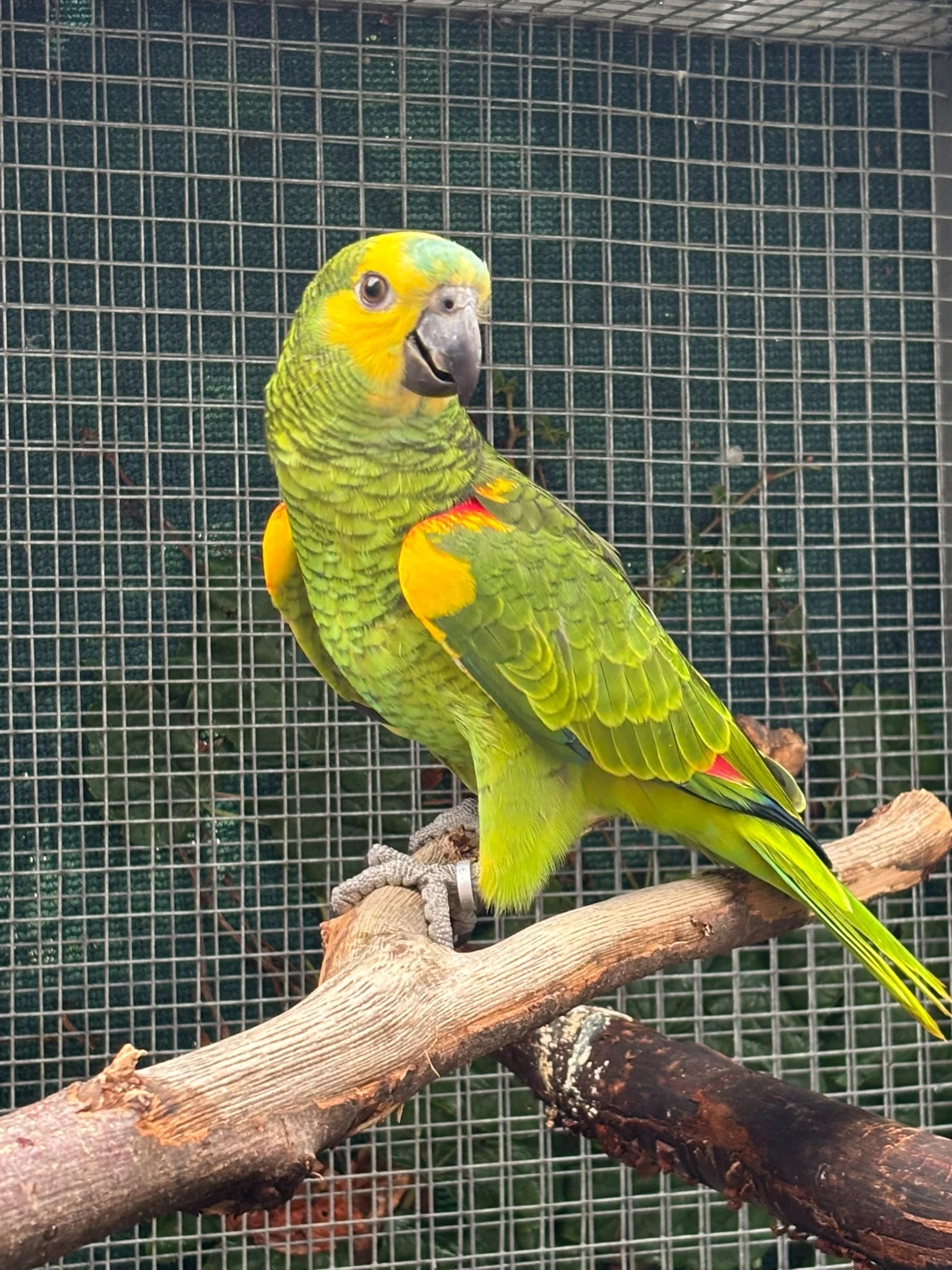 Amazonan modrocely