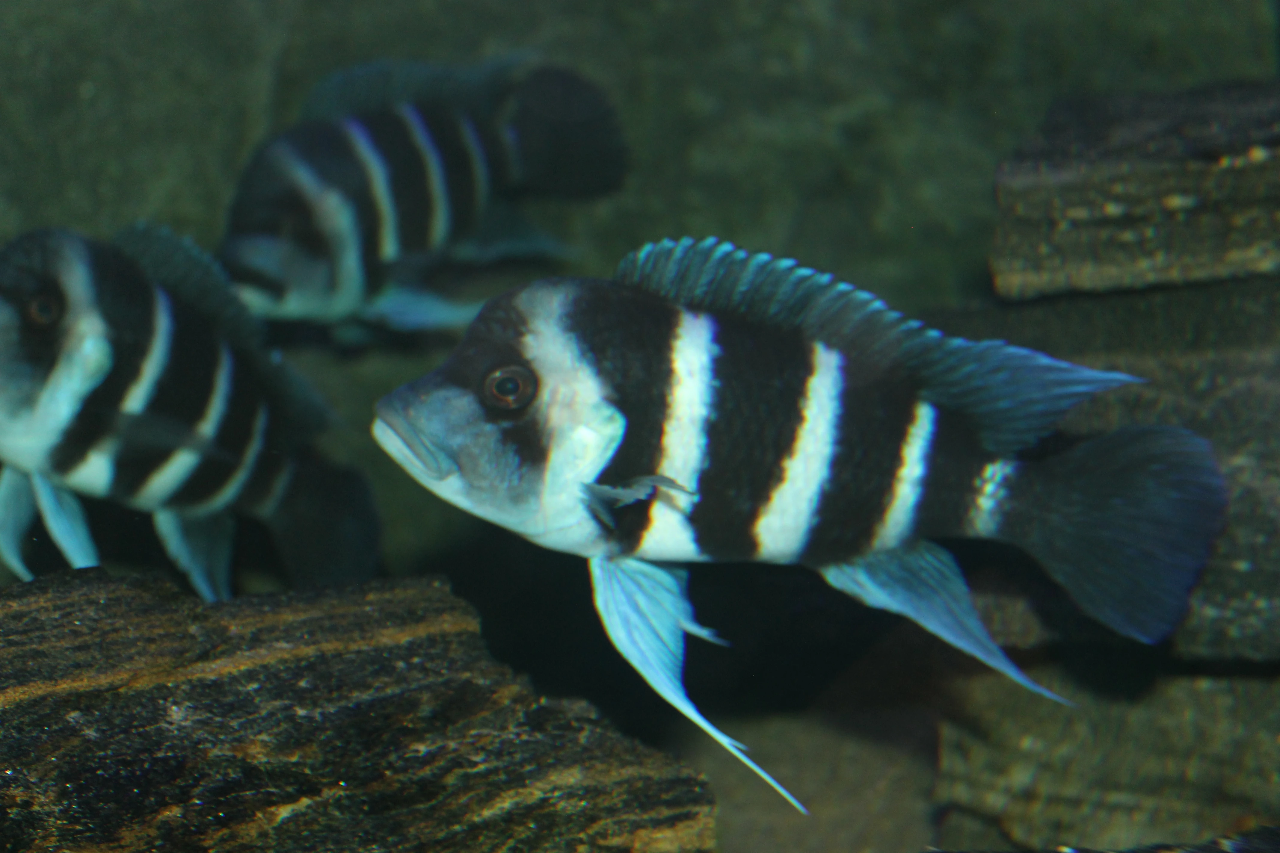 Frontosa Moba