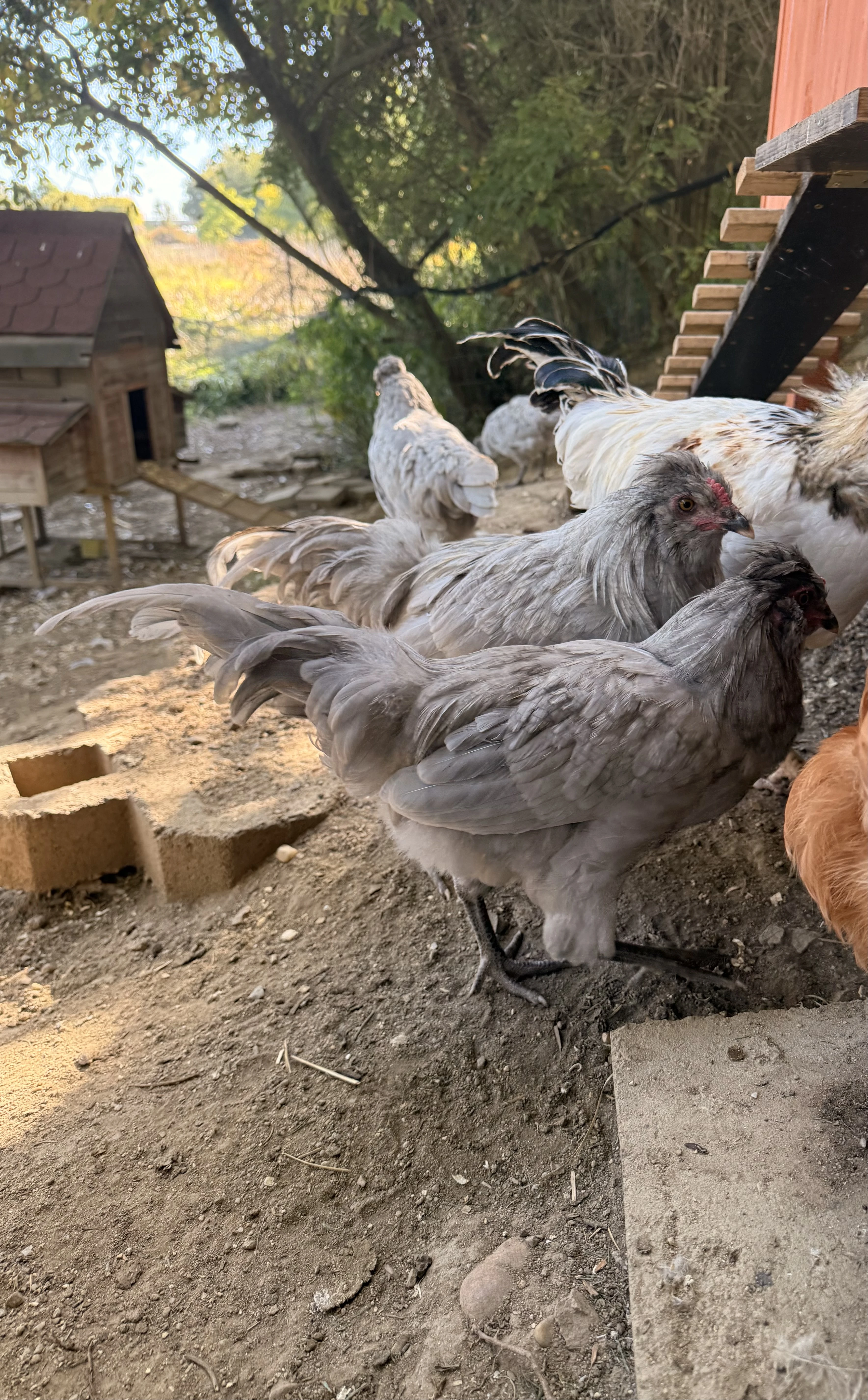 Araucana lavender