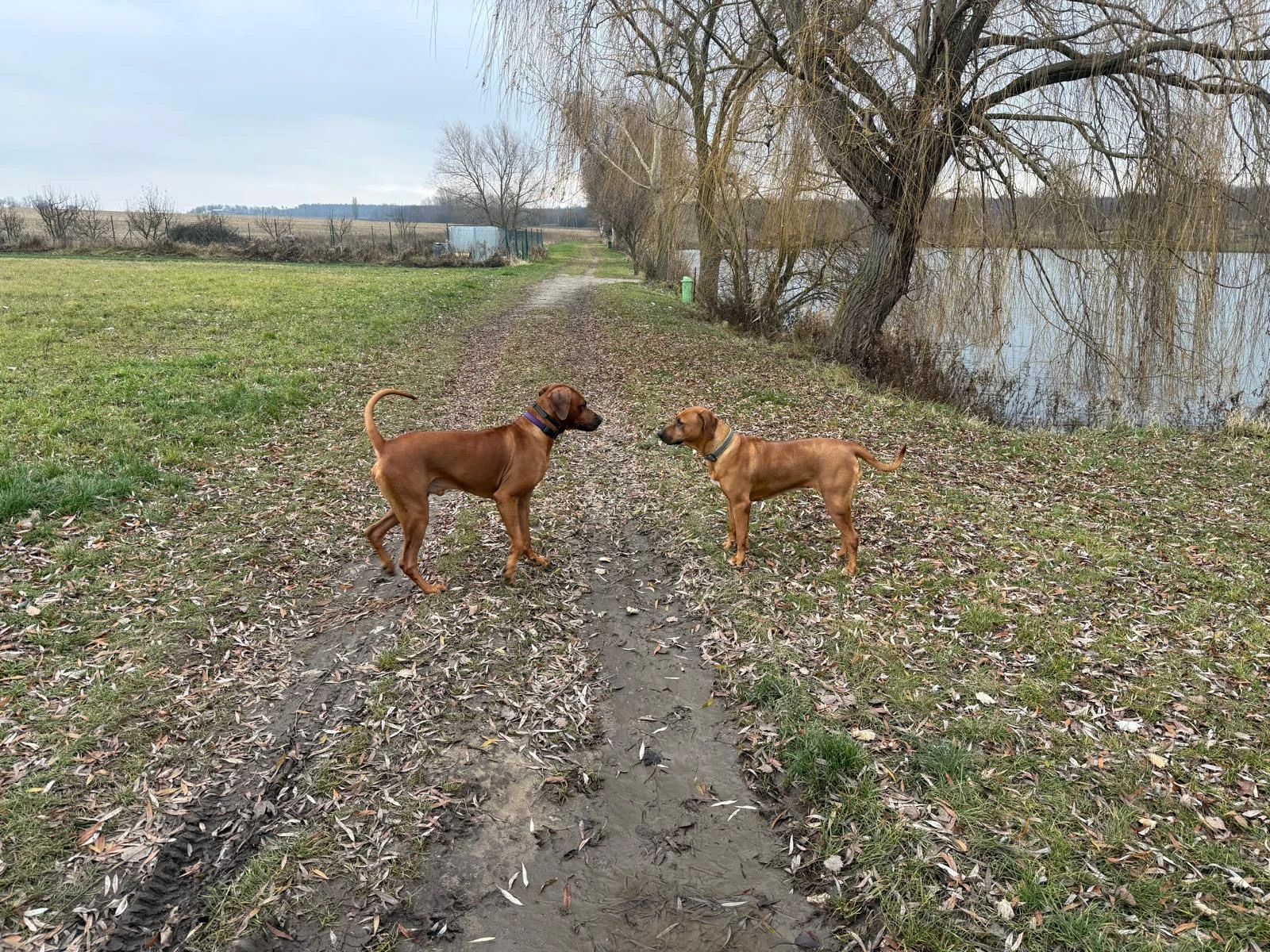 Rhodéský Ridgeback štěňátka bez PP