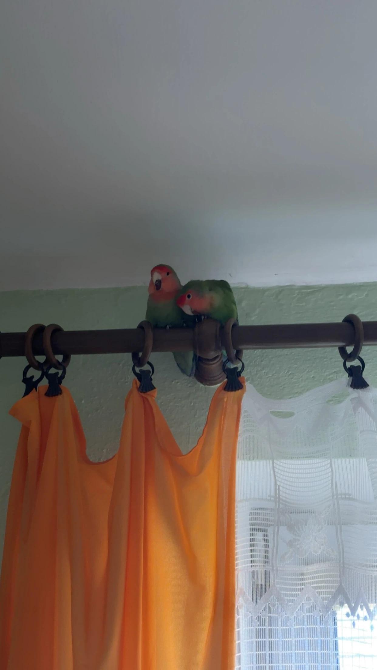 Agapornis