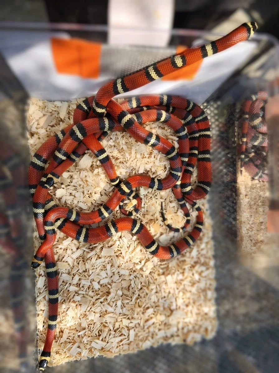 Lampropeltis triangulum sinaloae