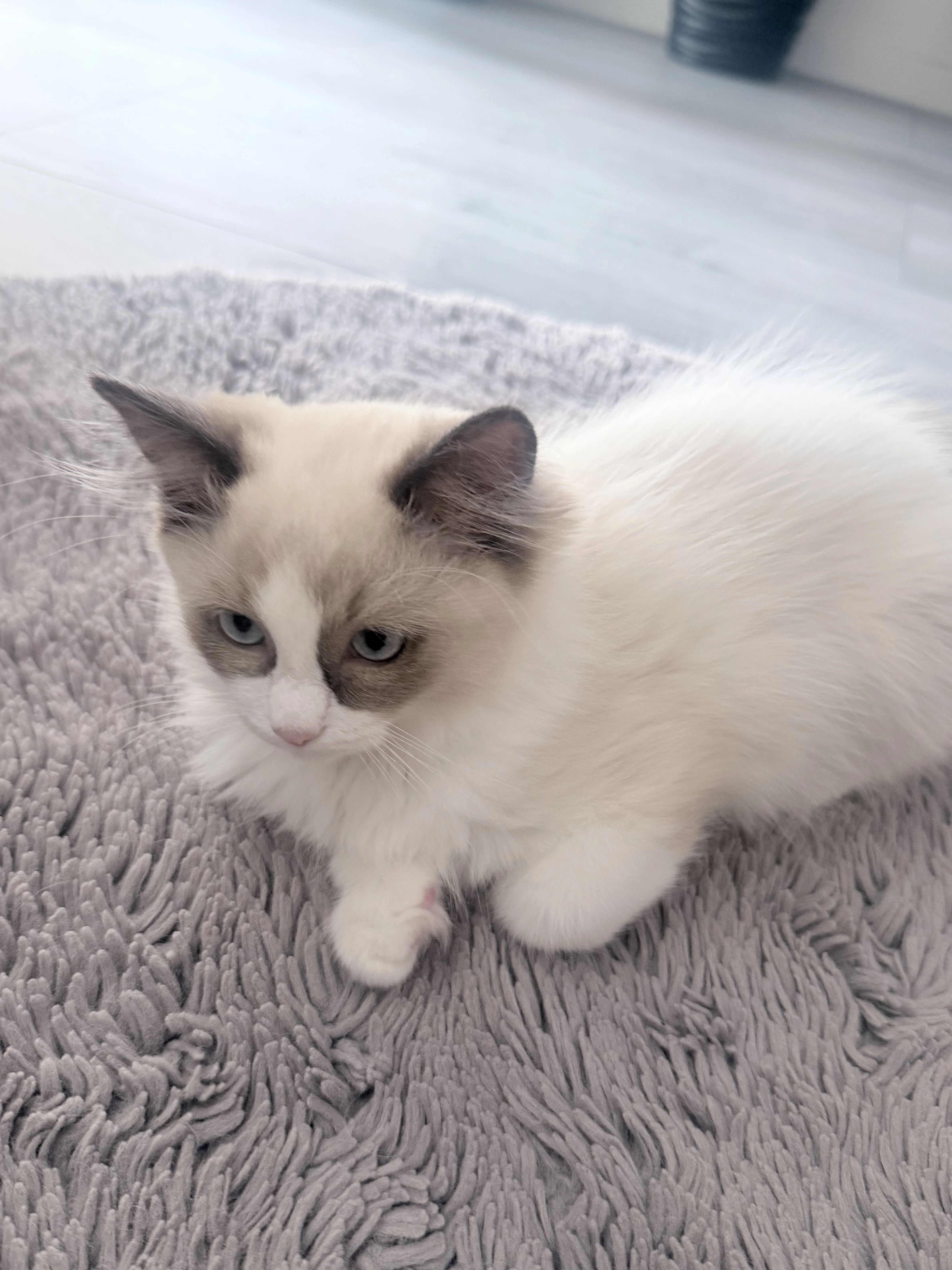 Ragdoll
