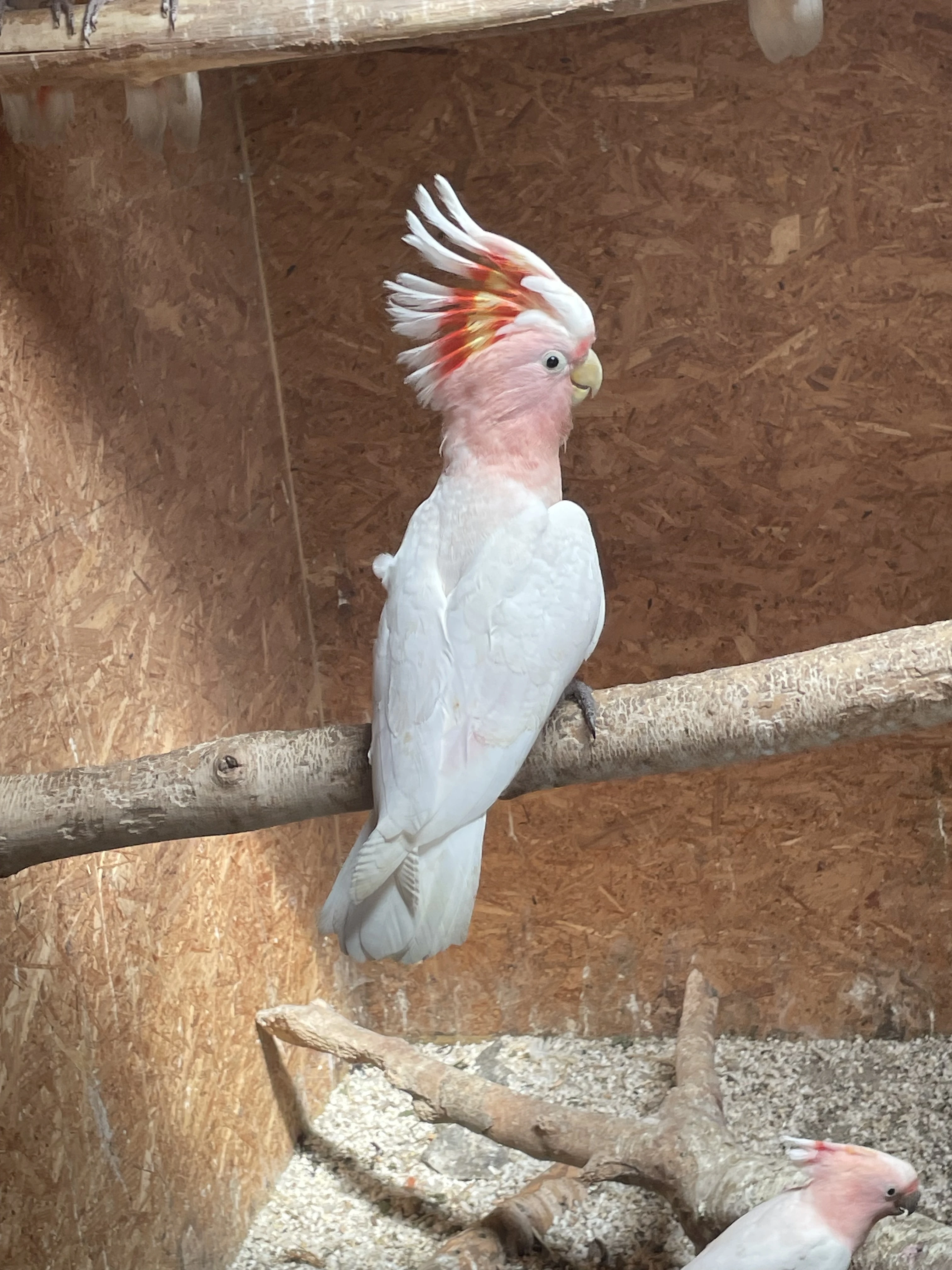 Kakadu Inka