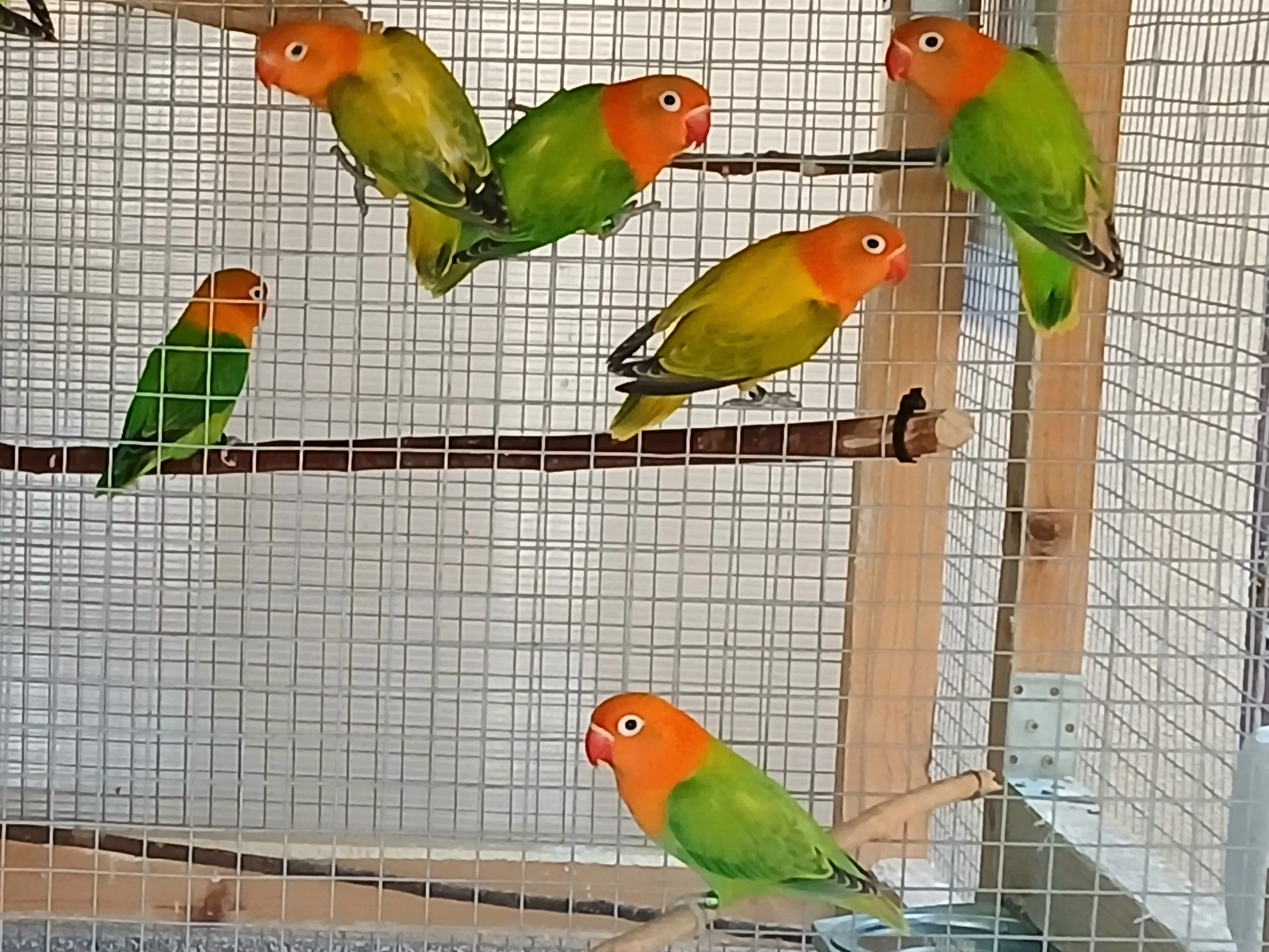 Agapornis fisheri