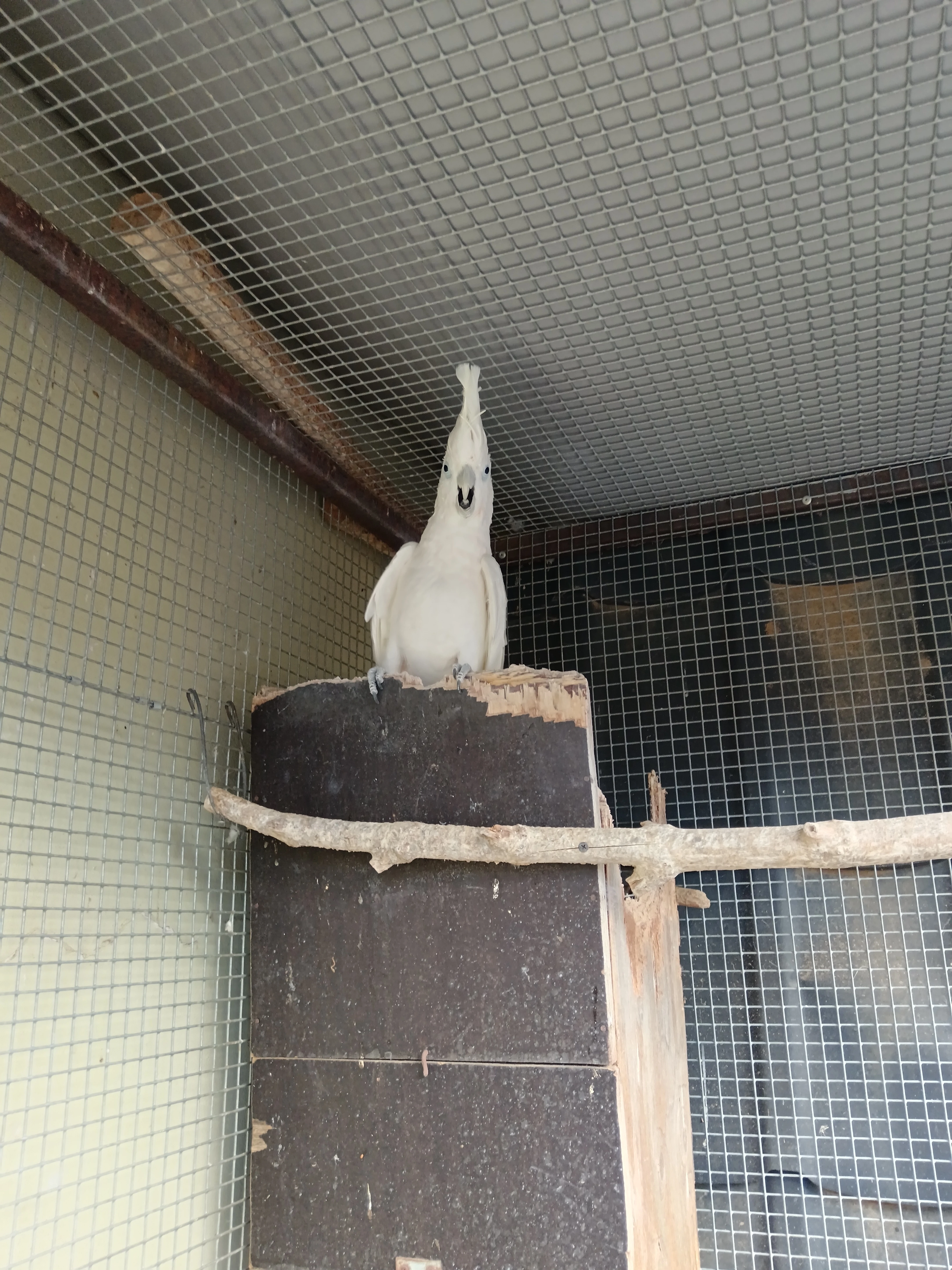 Kakadu salmaoucky