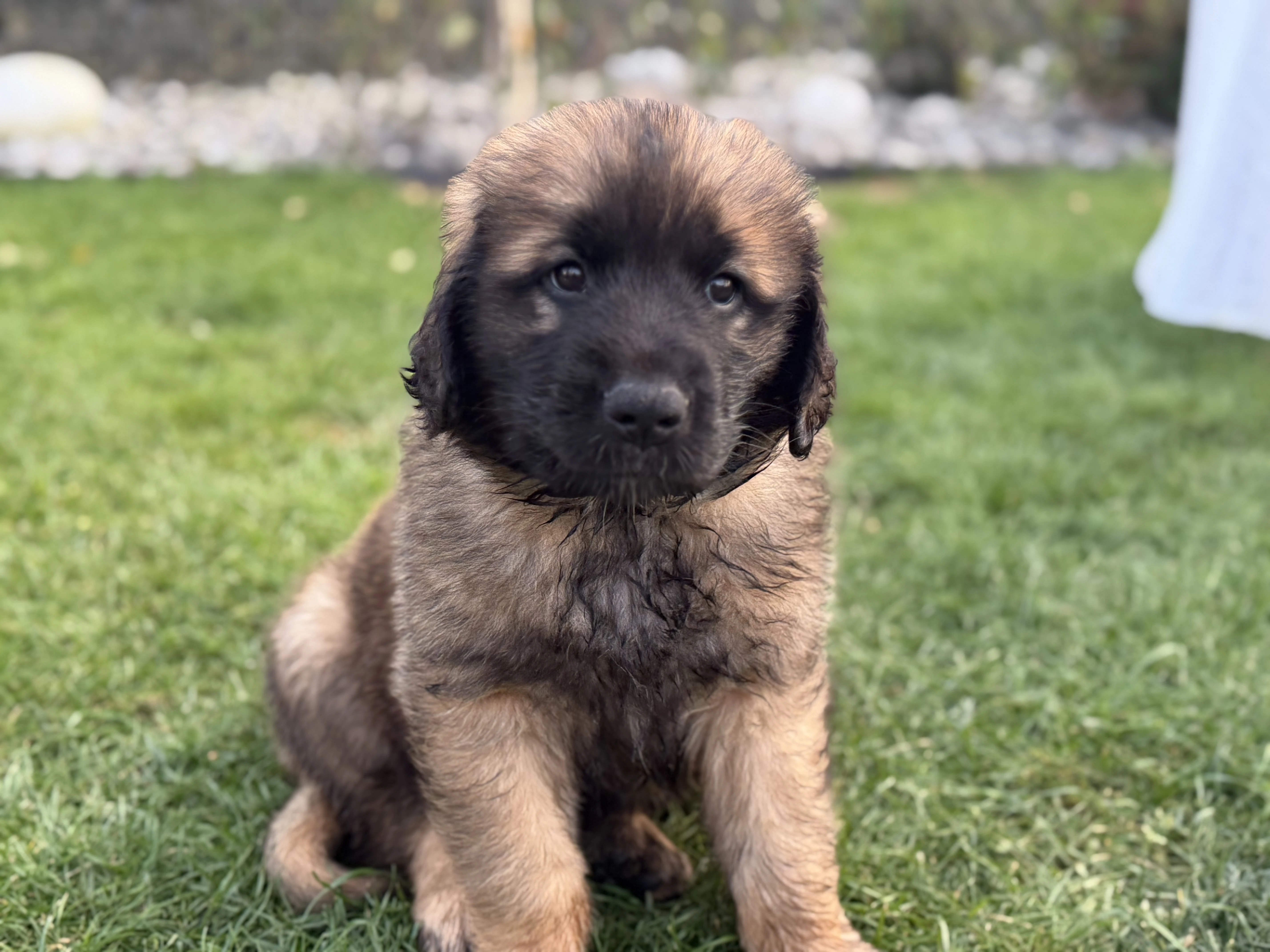 Leonberger s PP – poslední 3 fenečky
