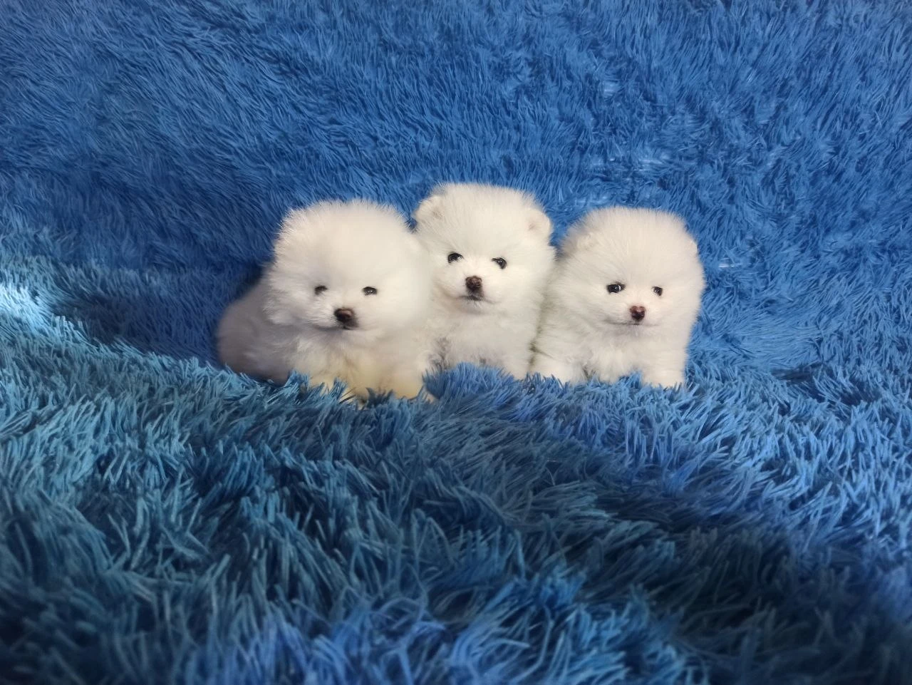 Krásná štěňátka pomeraniana