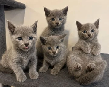 Koťata ruské modré kočky k adopci zdarma.
