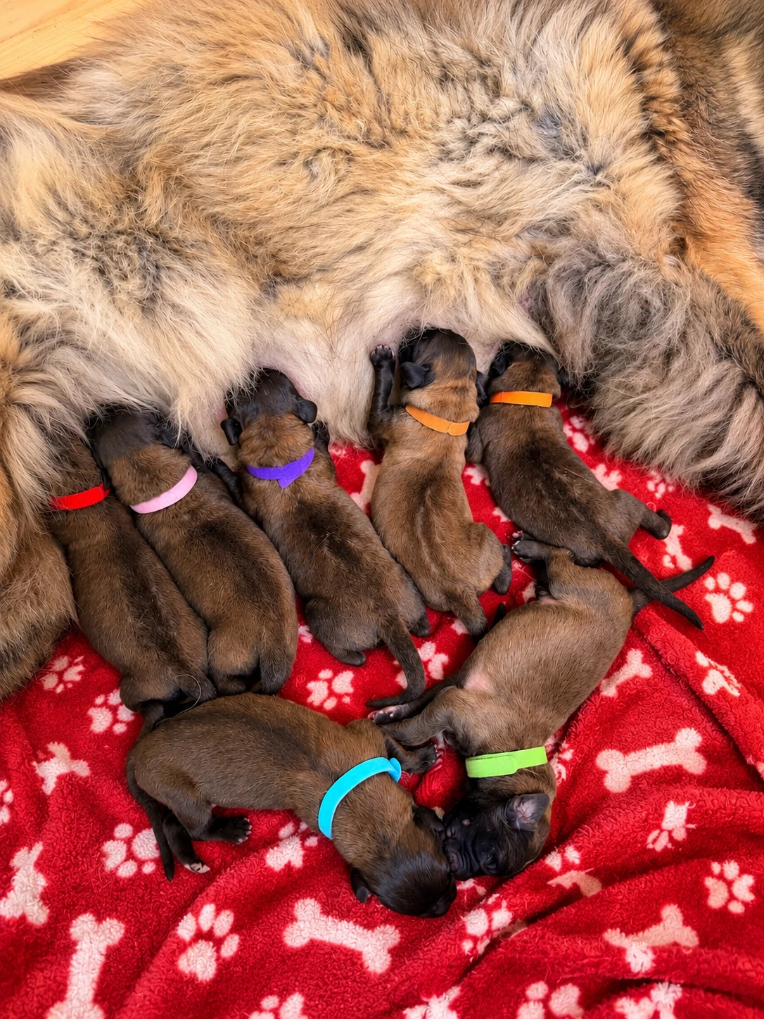 Leonberger – Leonberger štěňátka s průkazem původu FCI  SZACHAL