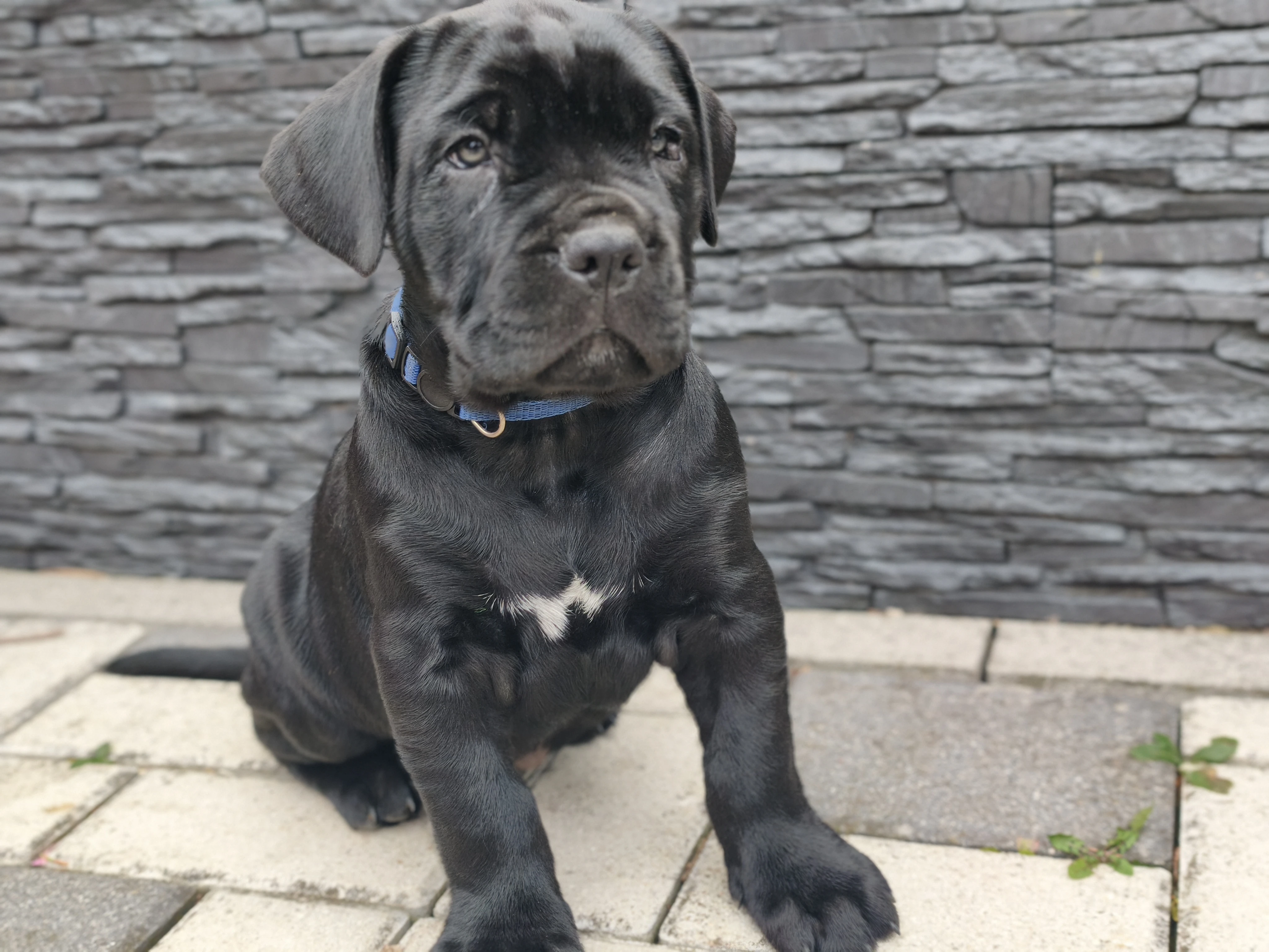Americký Bandog - štěňata k rezervaci