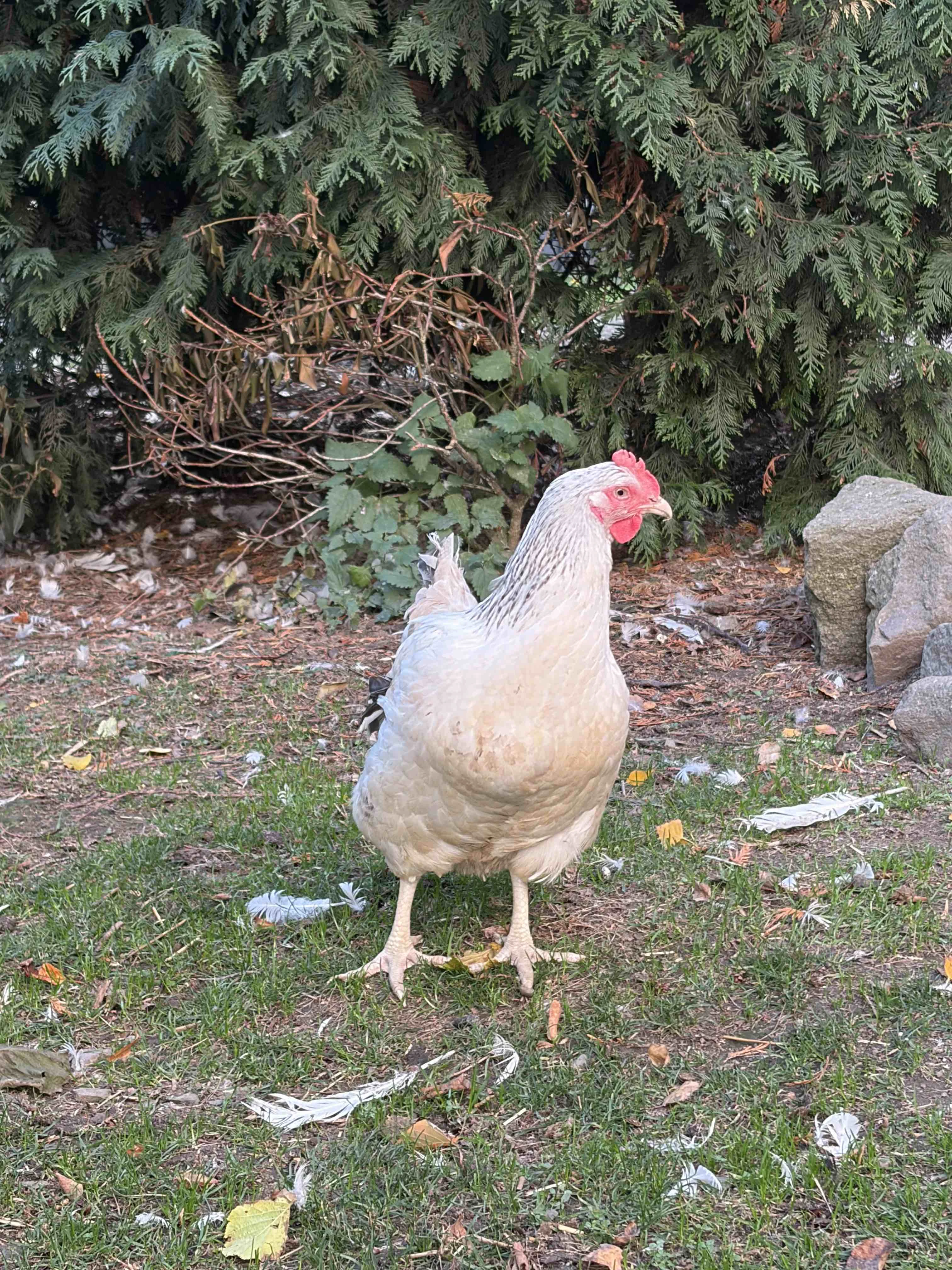 Slepičky