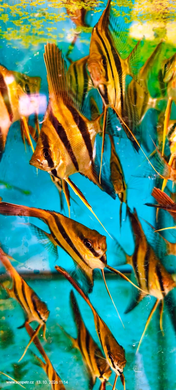 Skalára vysoká, Pterophyllum altum Orinoko.