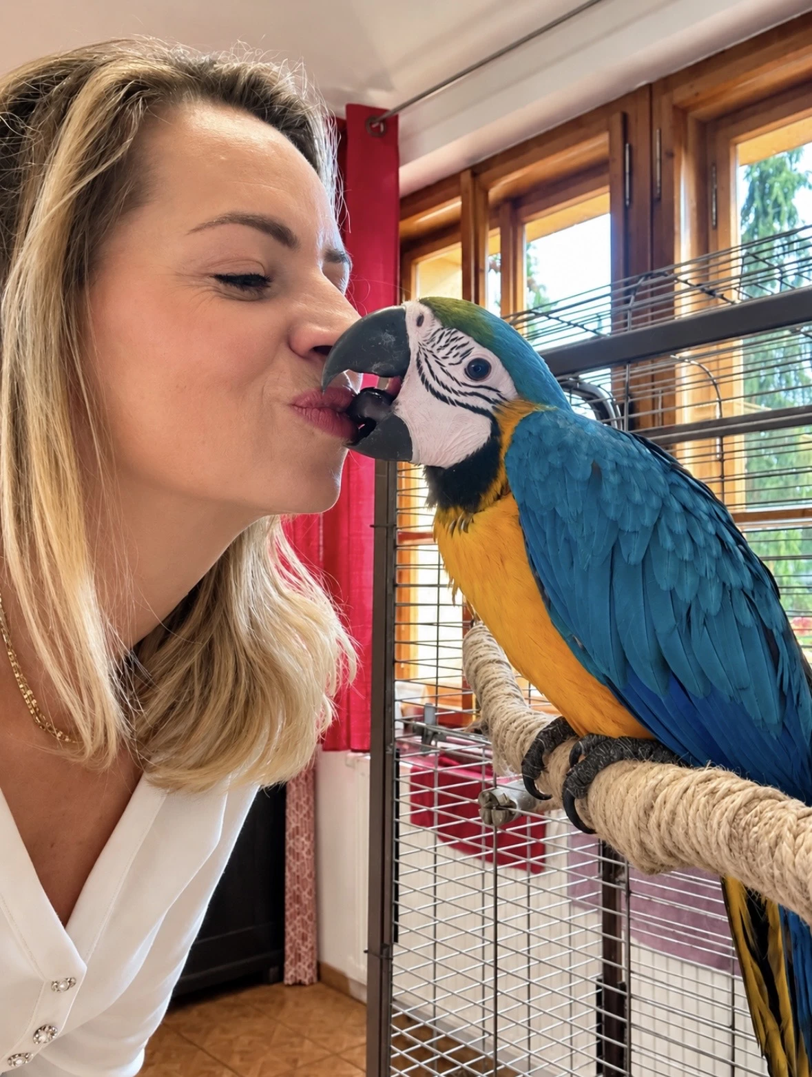Ara ararauna