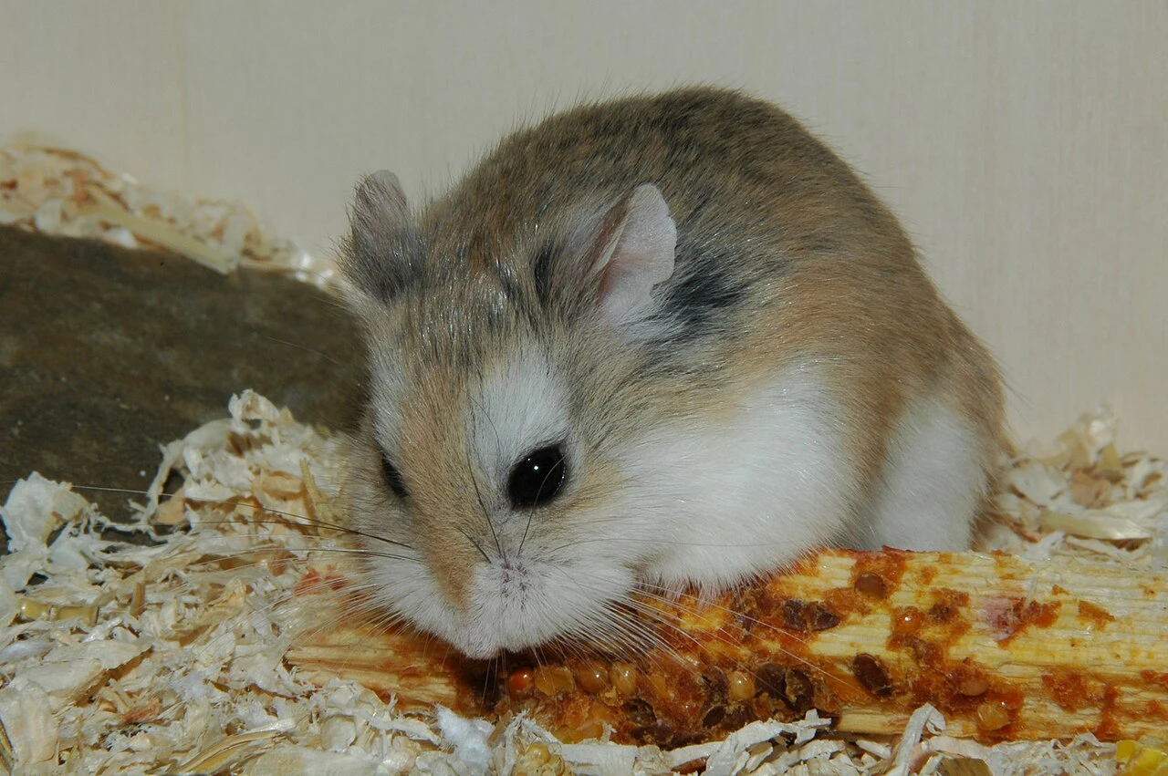 Roboráčci