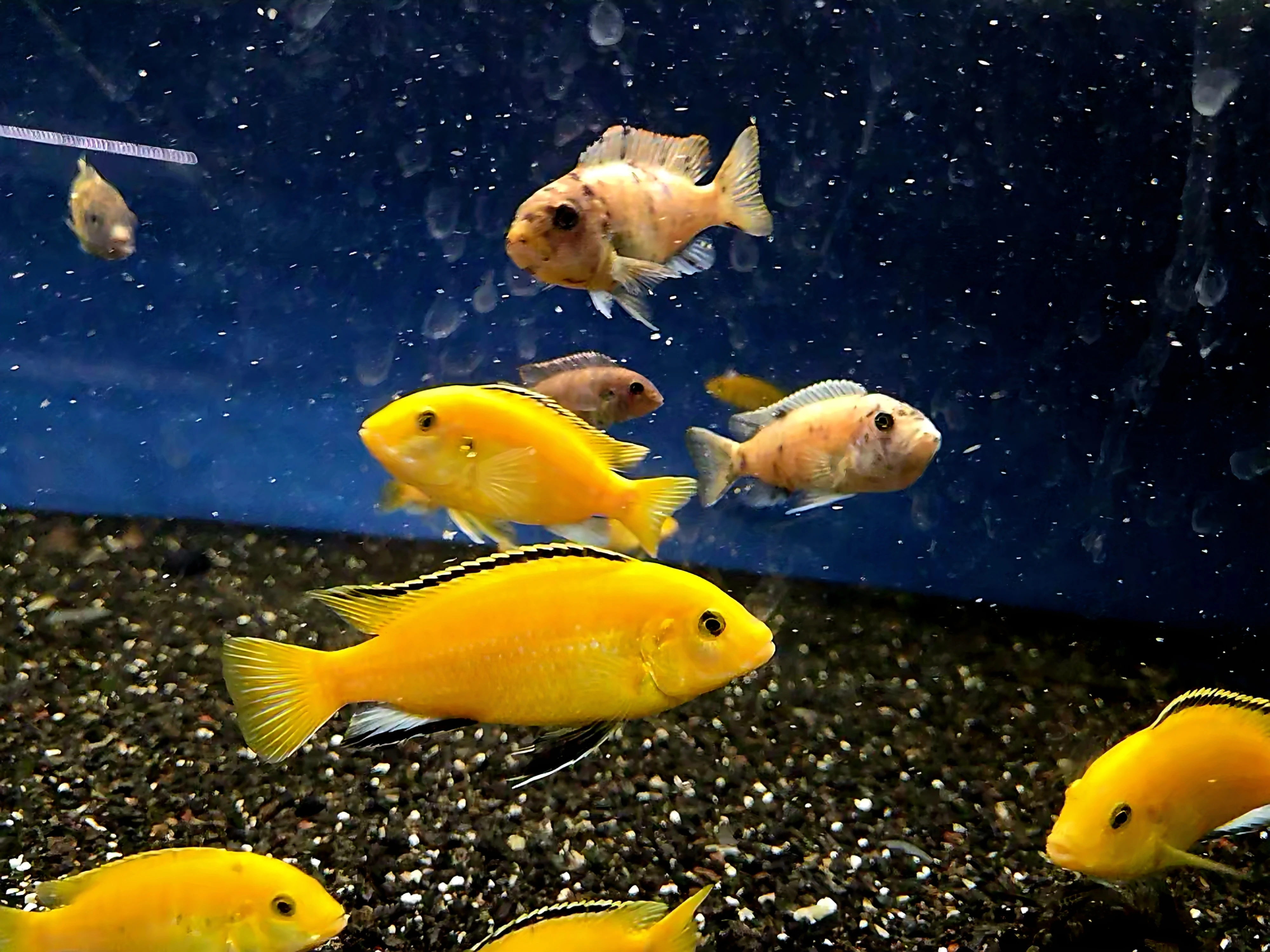 Labidochromis caeruleus