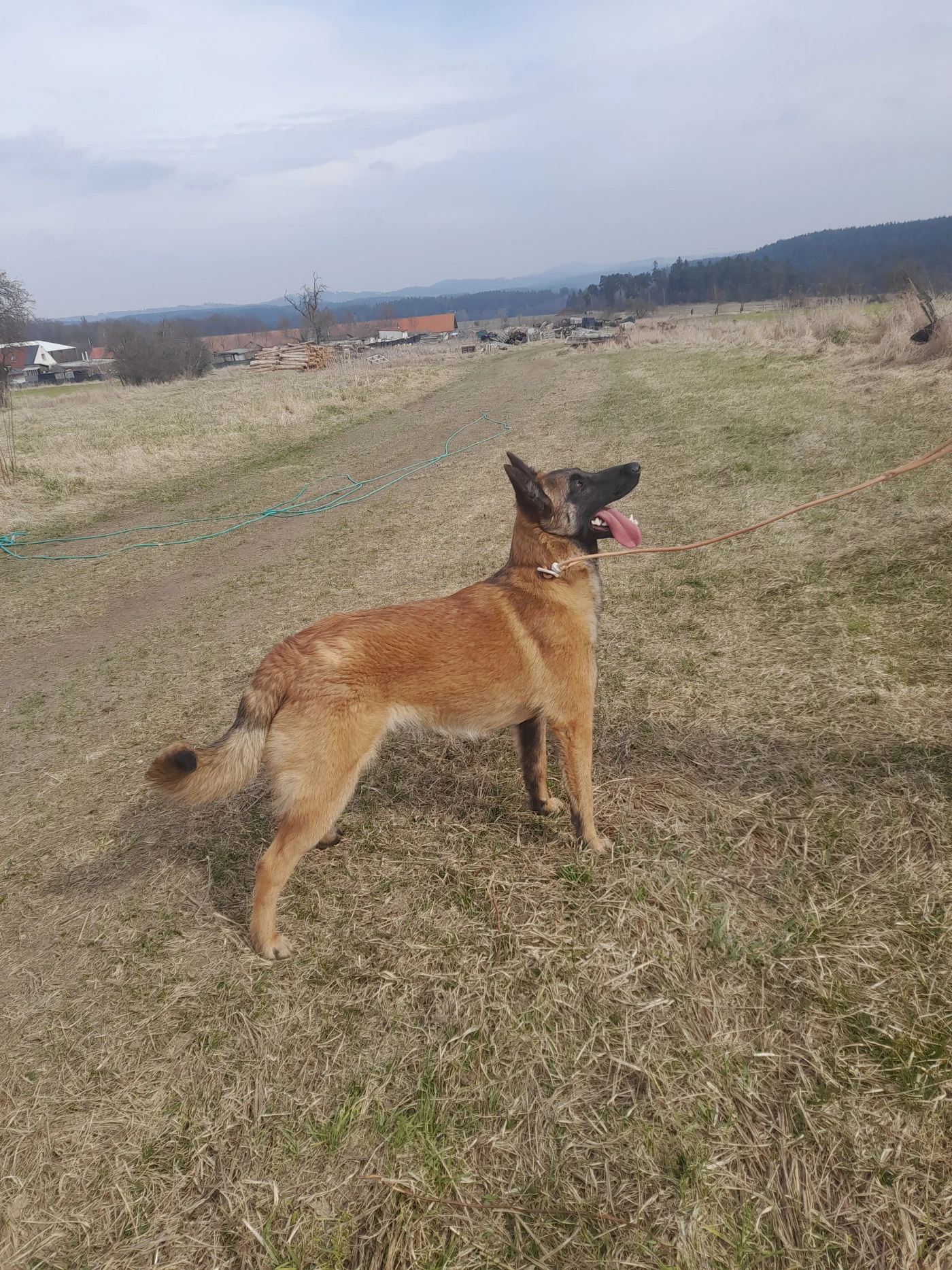 Bo Malinois s PP