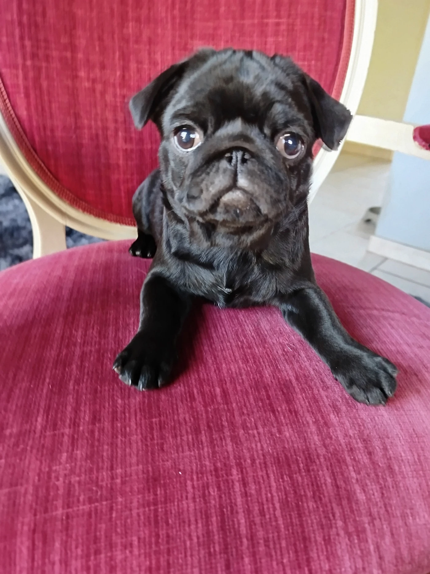 Mops s PP