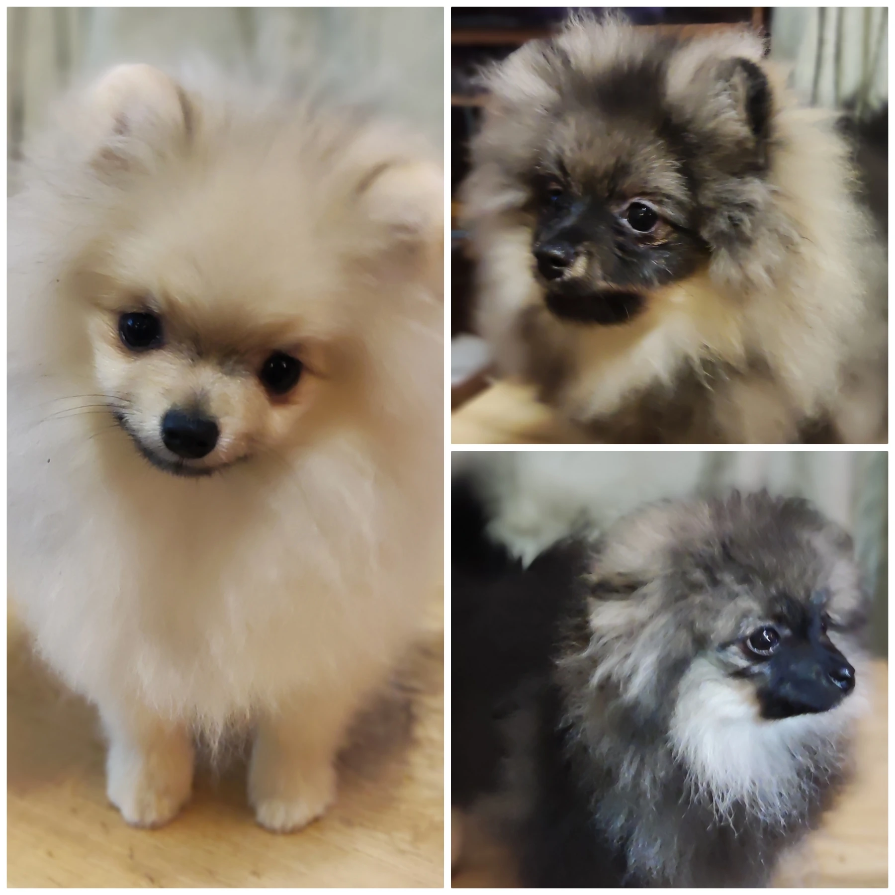 Pomeranian s PP FCI