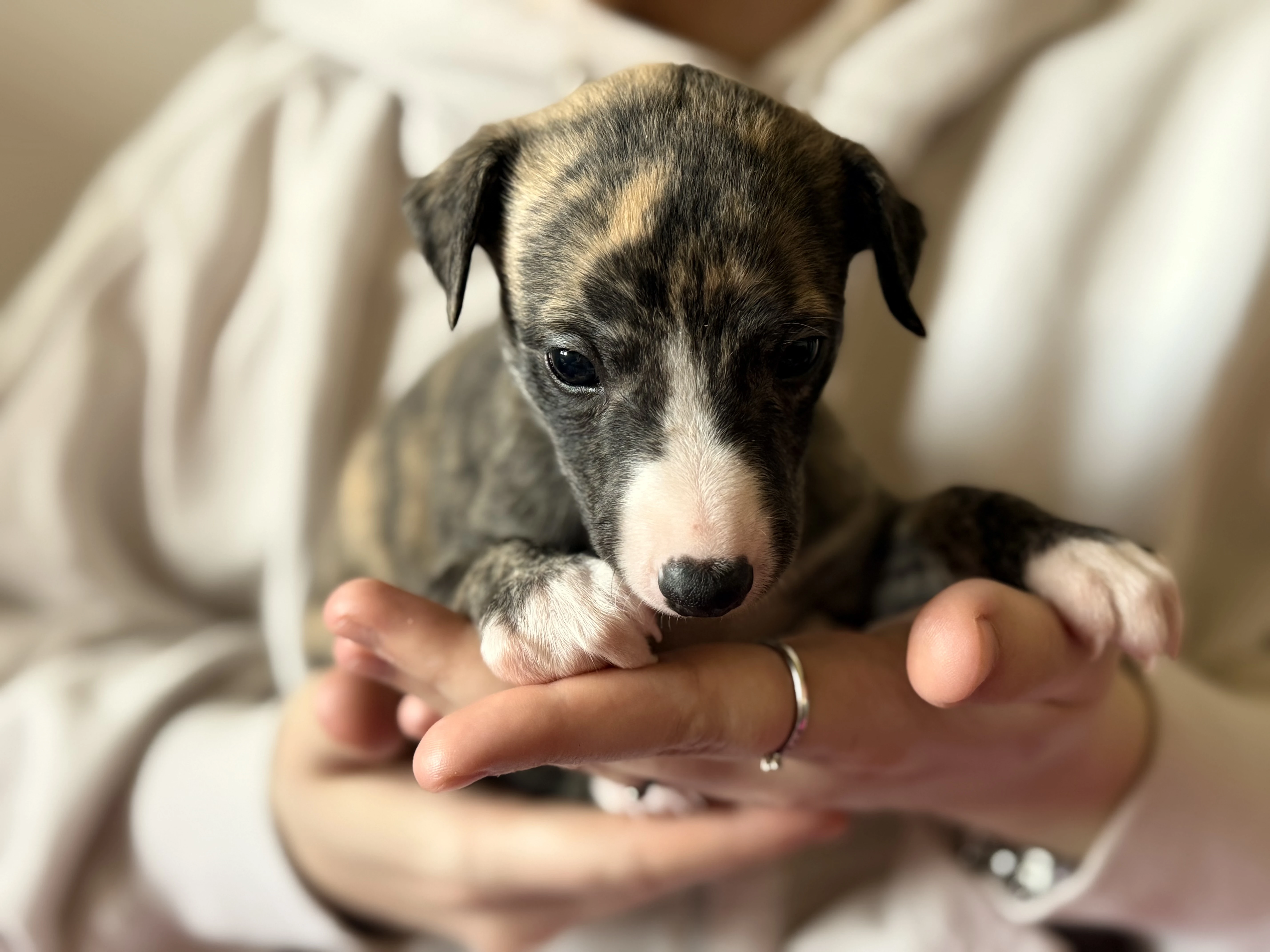 Whippet/vipet štěňátka s PP hledající domov