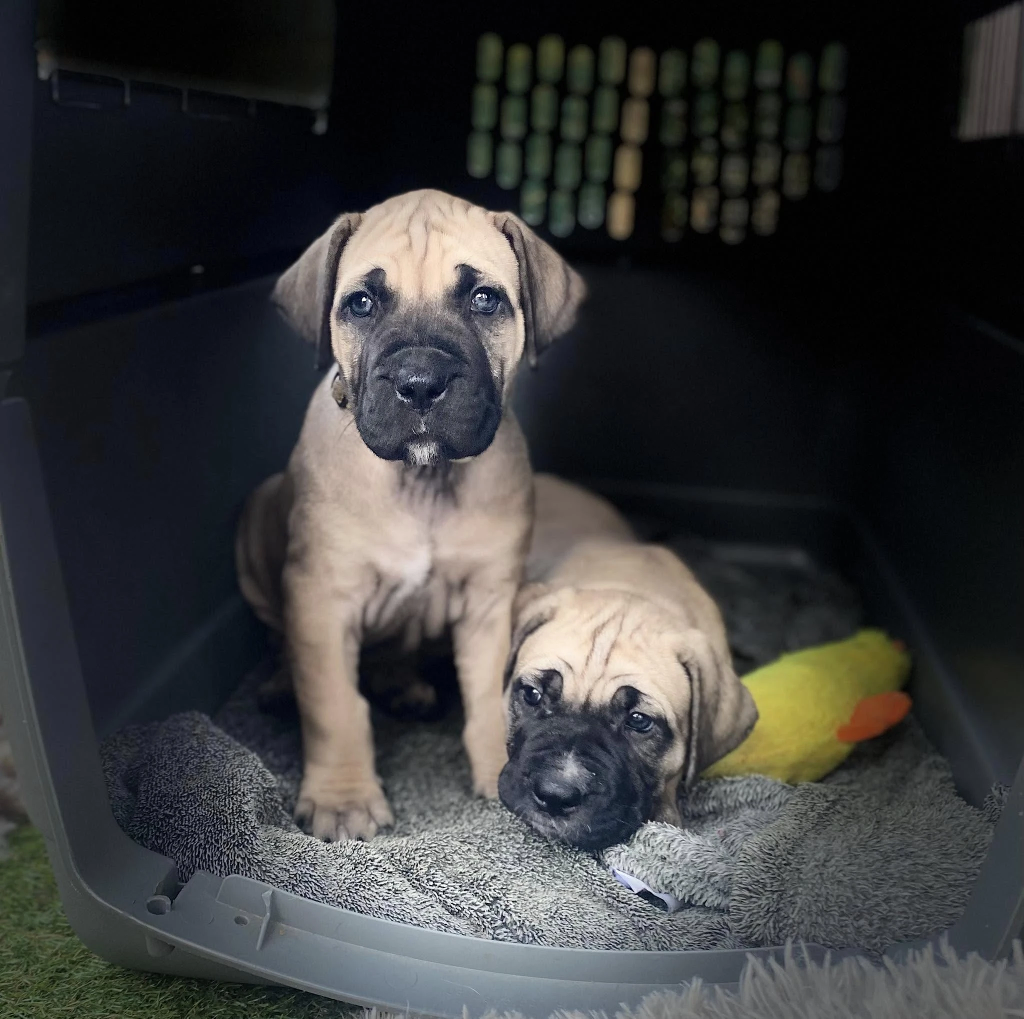 Boerboel