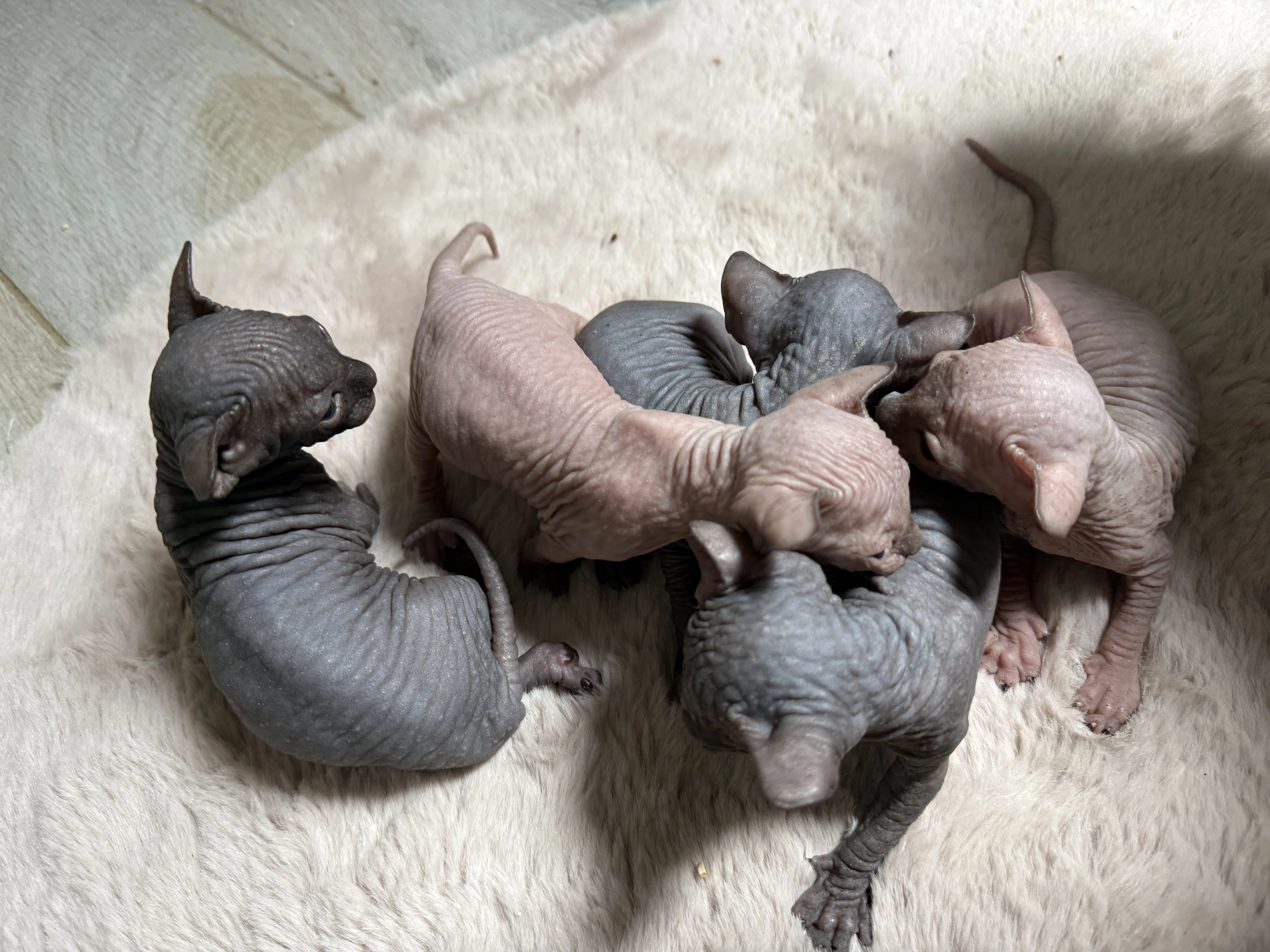 Kanadský sphynx